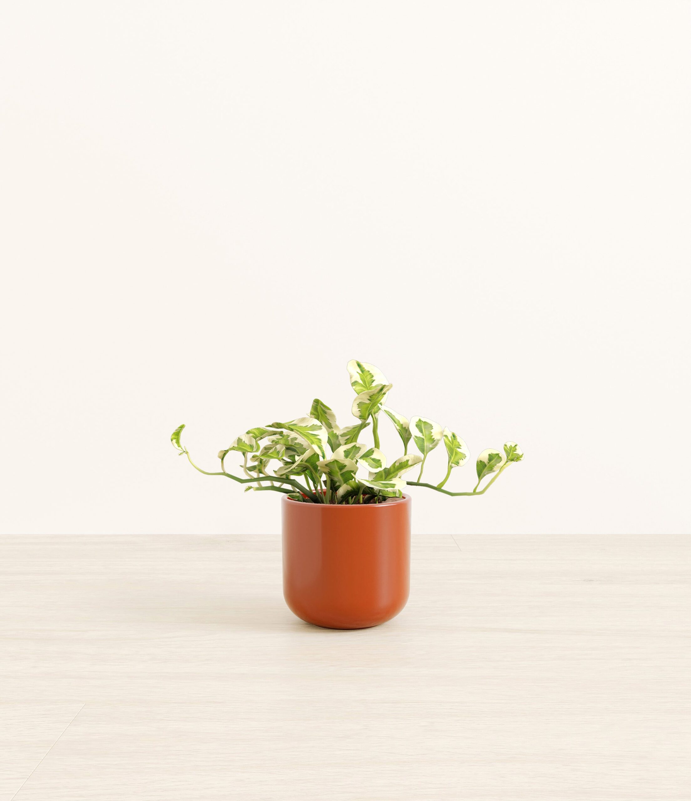 PothosNjoySmall_Earth_Red.jpg