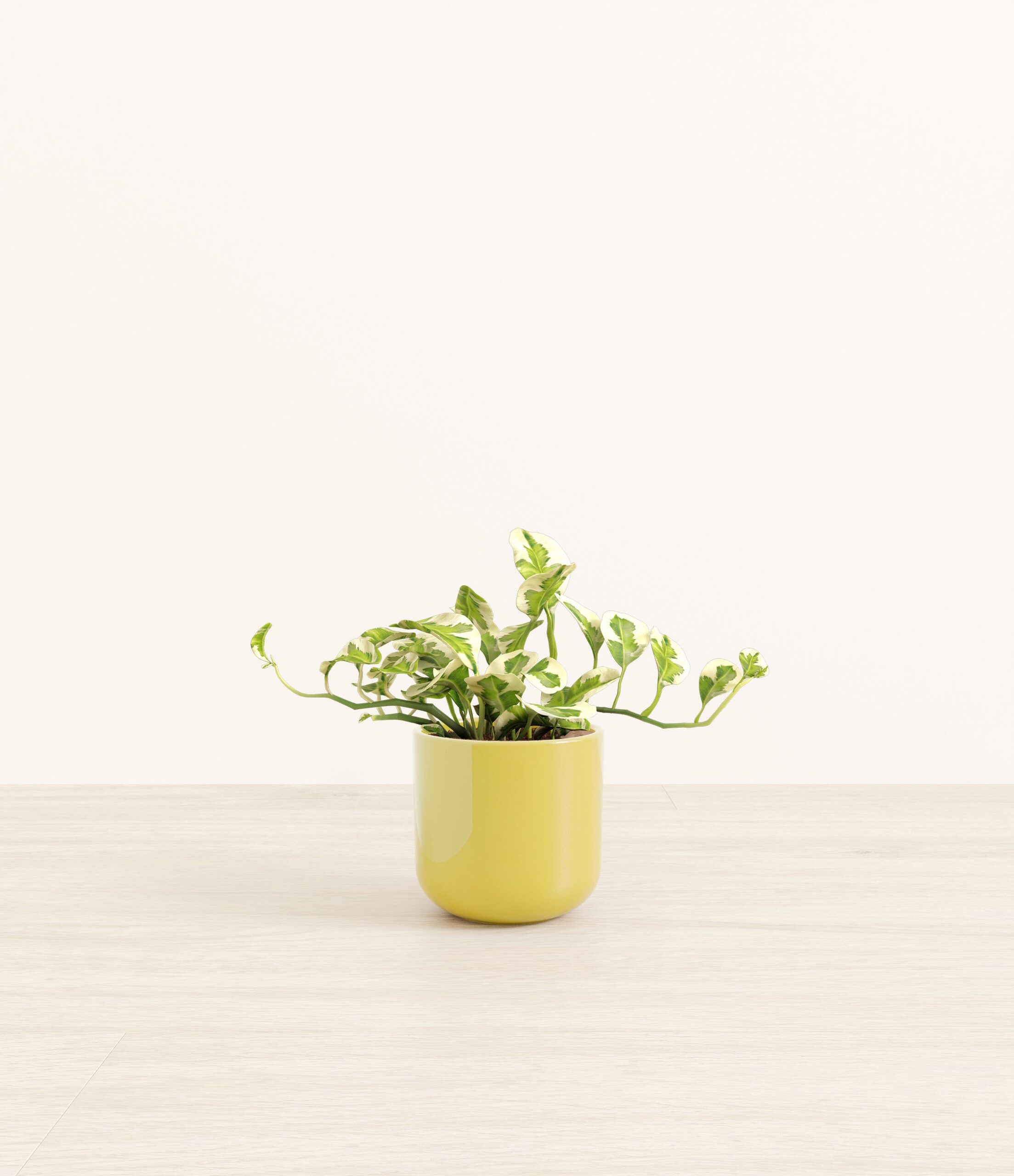 PothosNjoySmall_Key-lime_Yellow.jpg