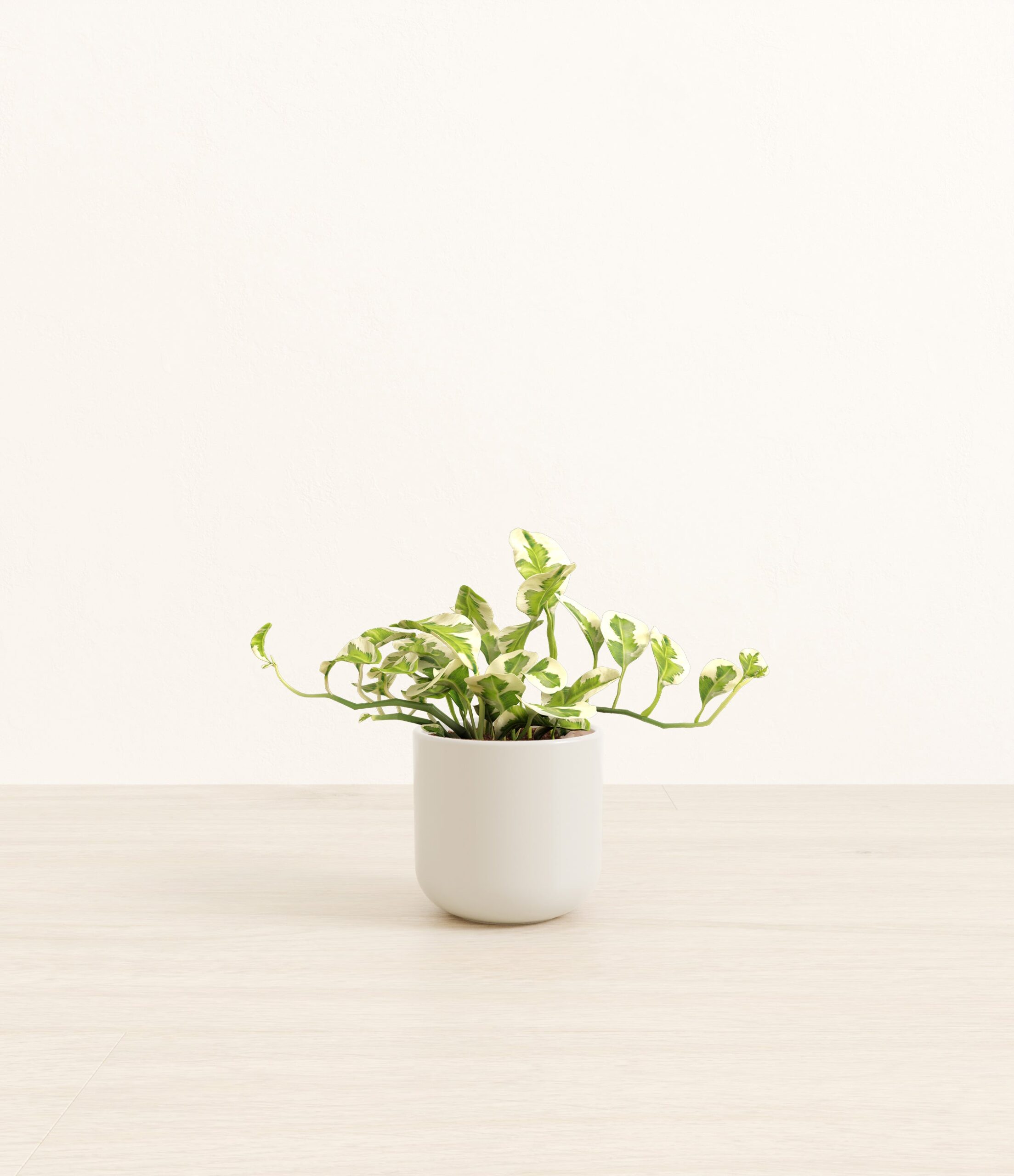 PothosNjoySmall_Natural_Bamboo.jpg