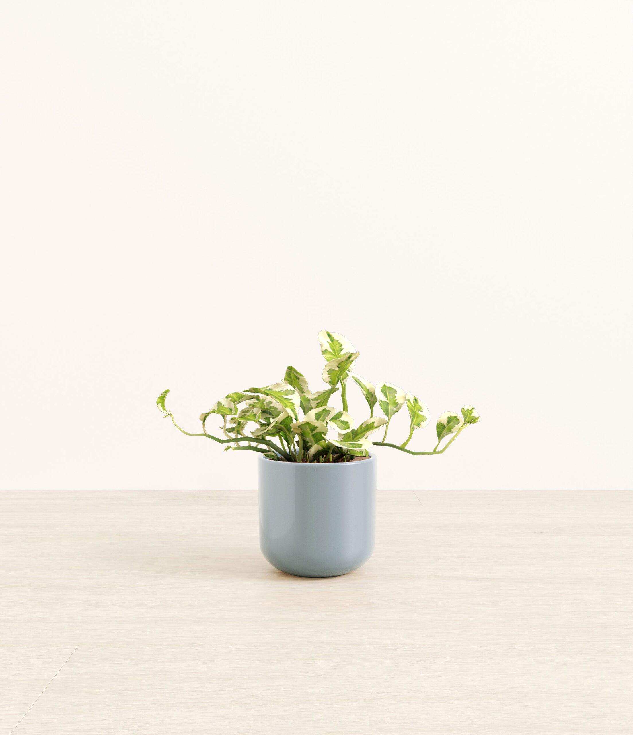 PothosNjoySmall_misty_Blue.jpg