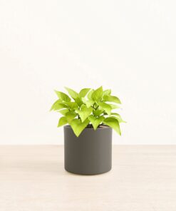 Neon Pothos - Medium Era With Stand