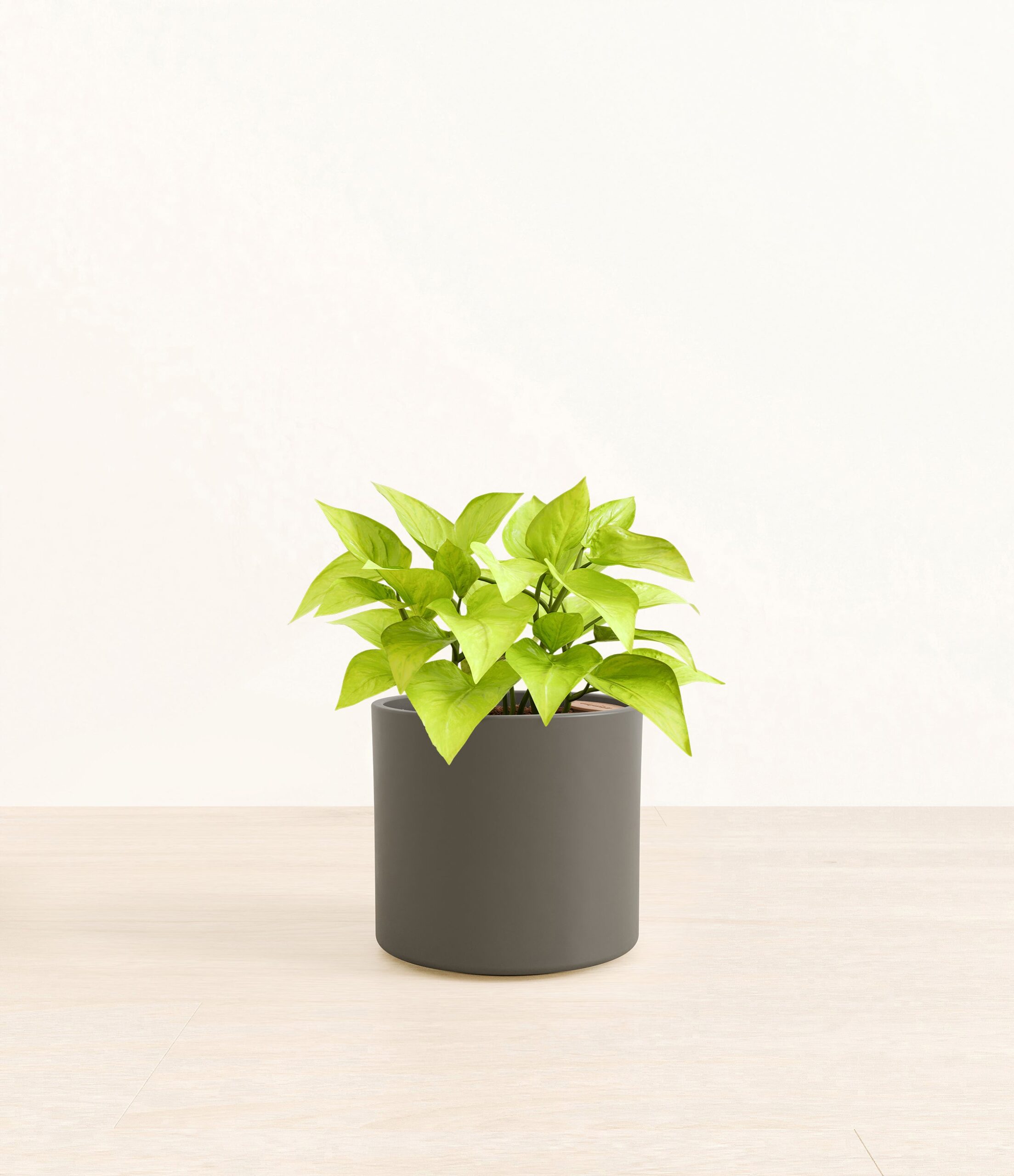 Pothos_Neon_Era_army_green_without_stand.jpg