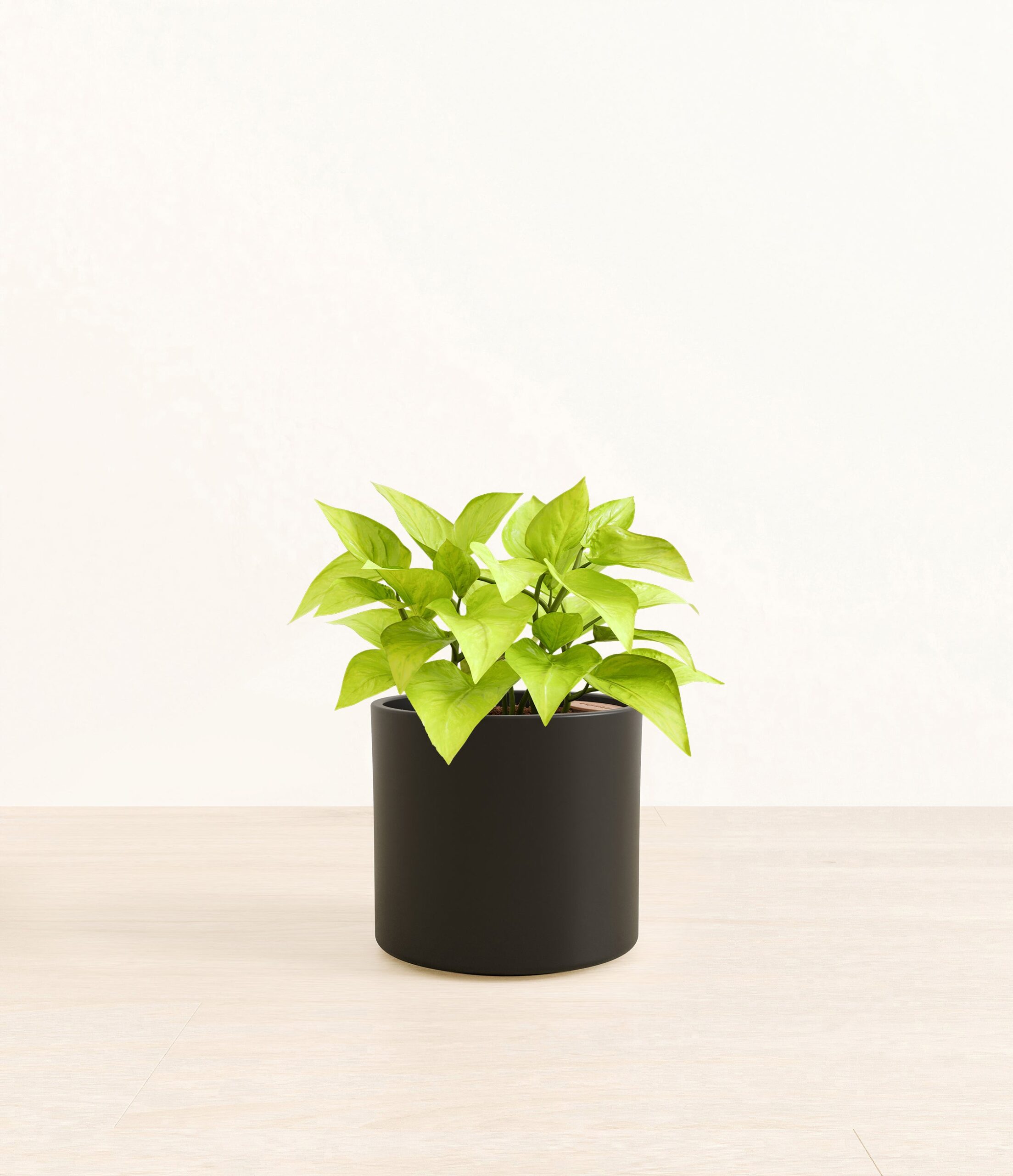 Pothos_Neon_Era_black_without_stand.jpg