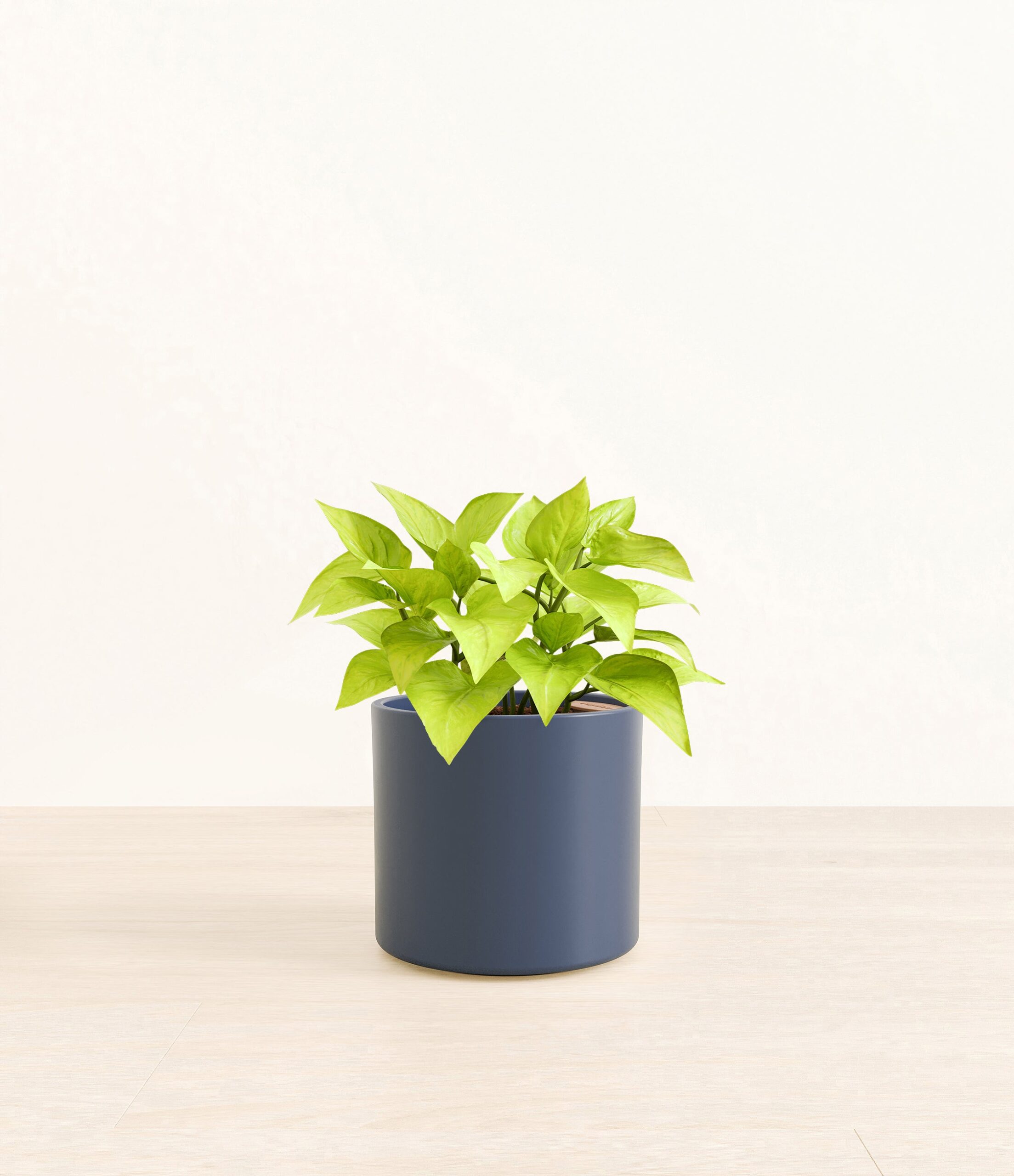 Pothos_Neon_Era_blue_without_stand.jpg