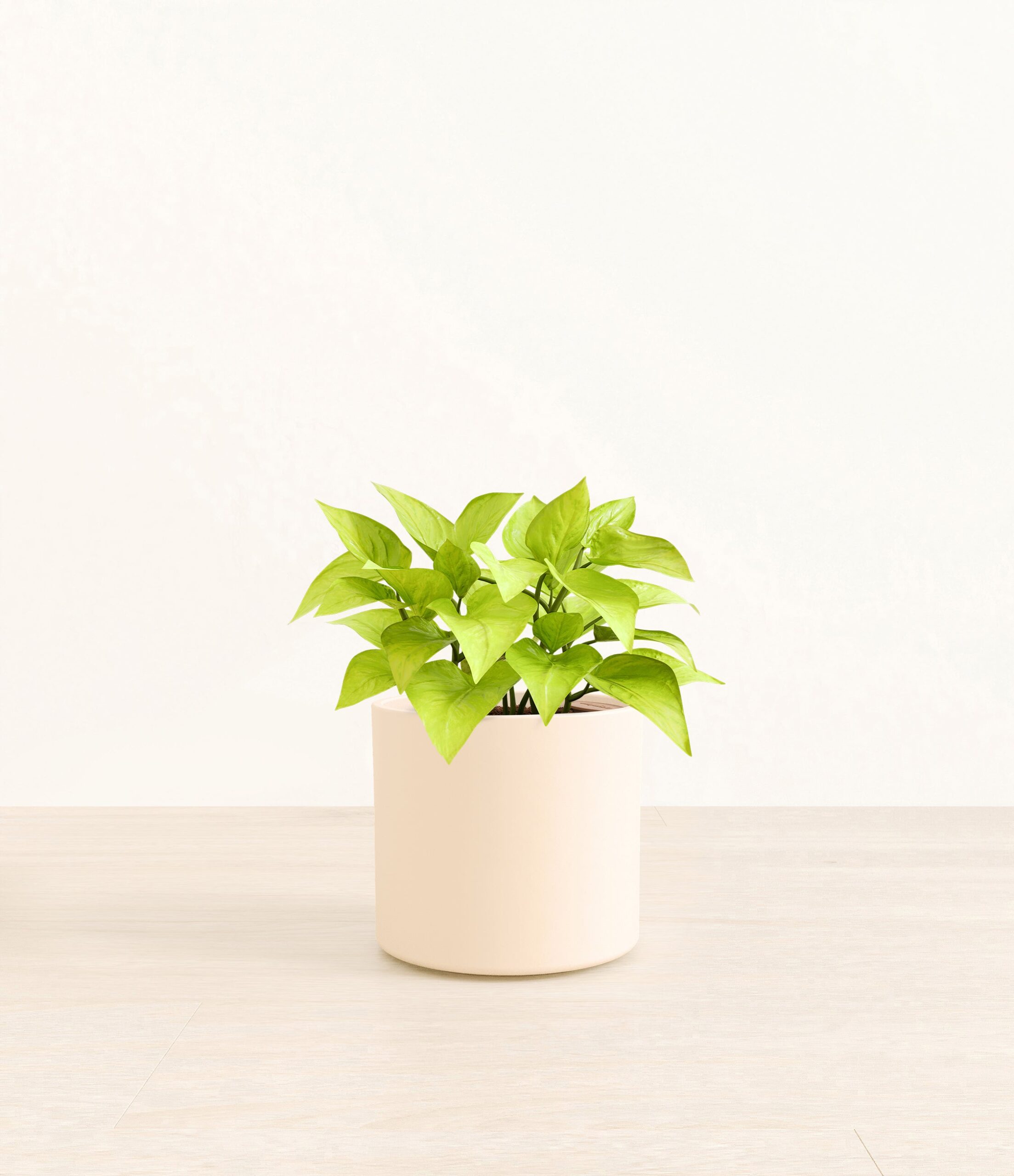 Pothos_Neon_Era_cream_without_stand.jpg