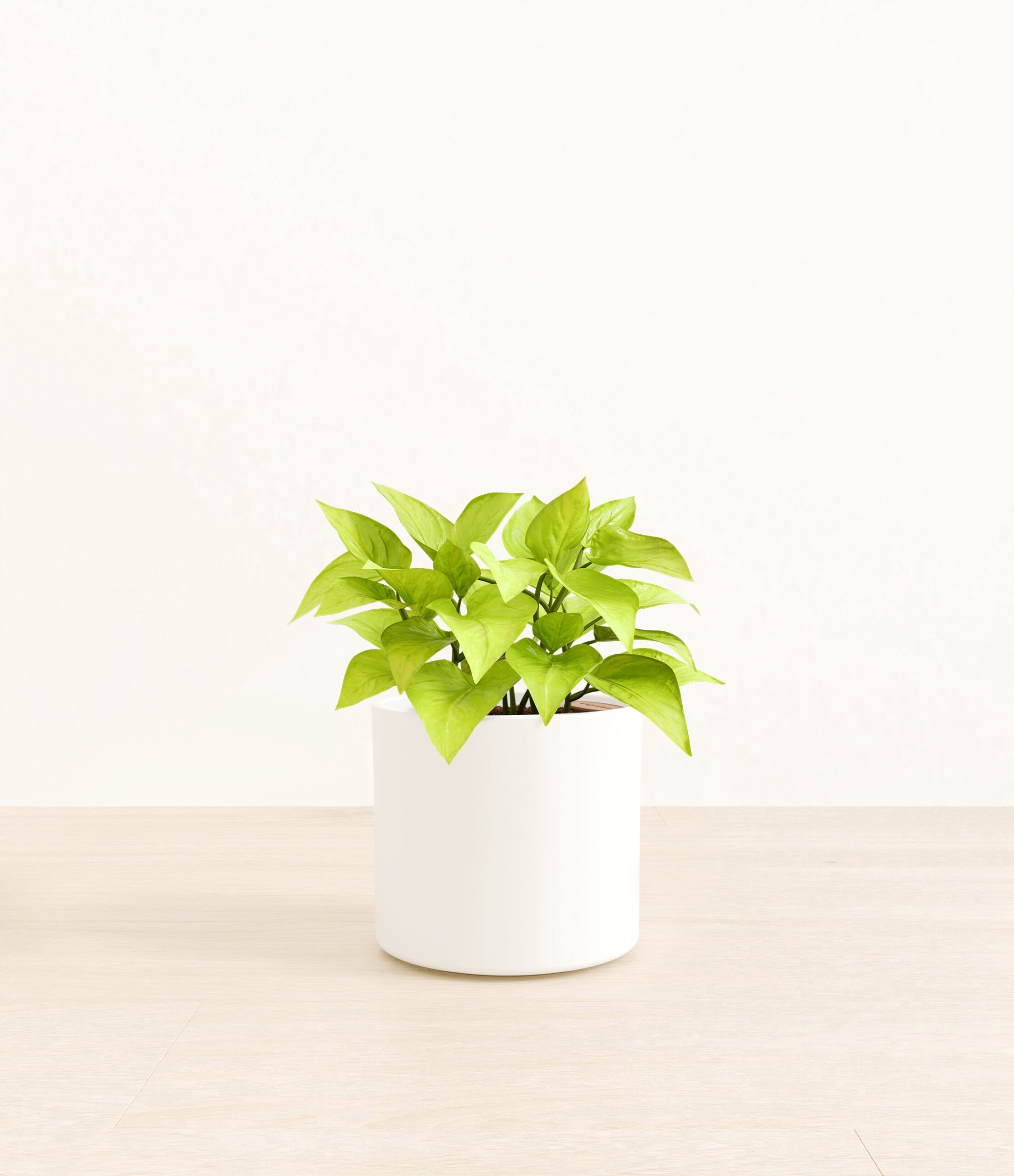 Pothos_Neon_Era_white_without_stand.jpg