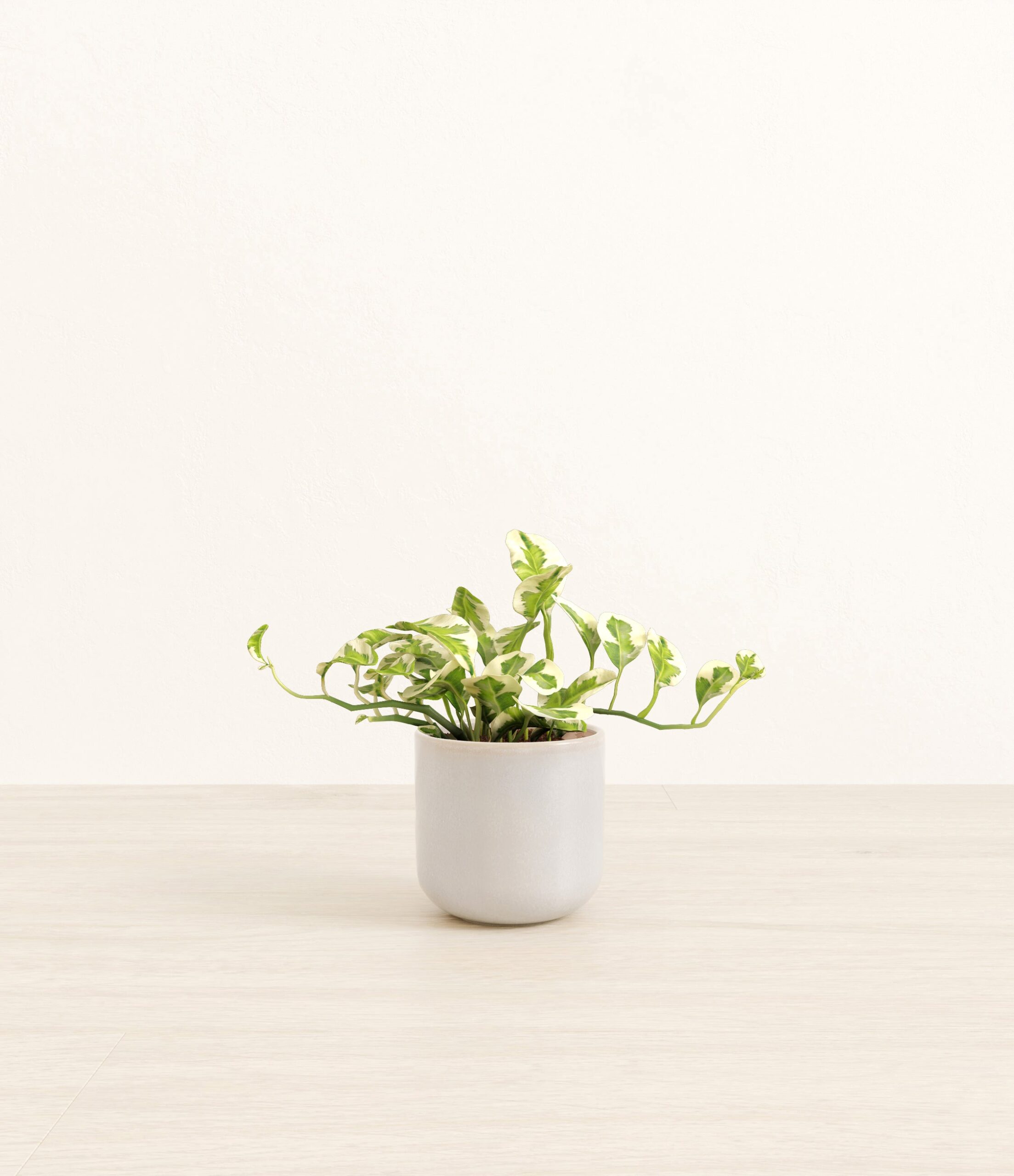 Pothos_Njoy_Snowdrift_White.jpg