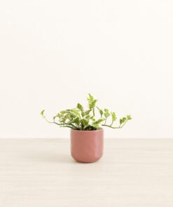 Pothos Njoy - Small Small Yoko
