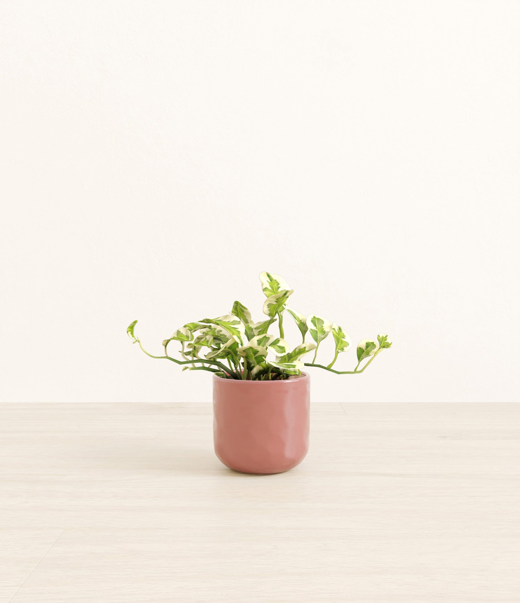 Pothos_Njoy_pink_hammered.jpg