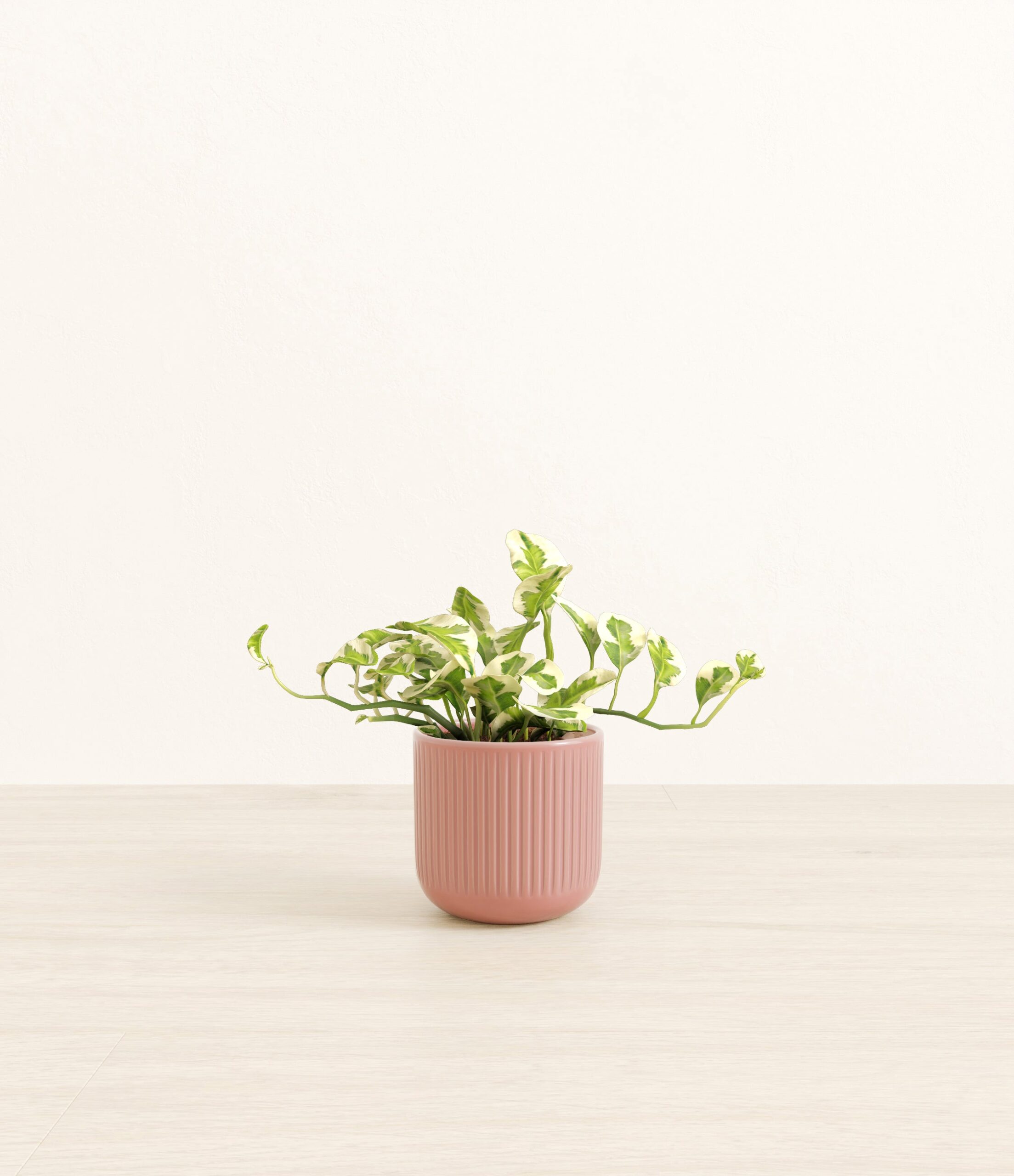 Pothos_Njoy_pink_striped.jpg
