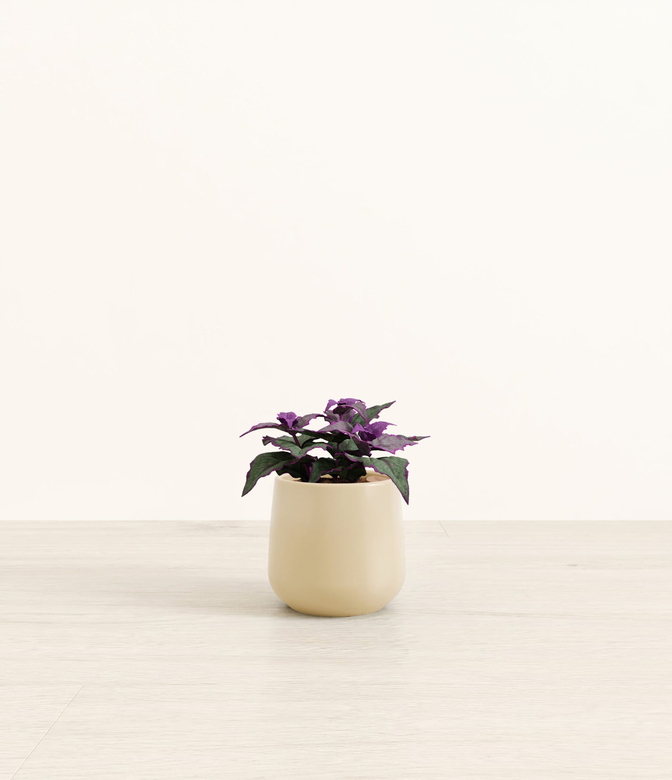 Purple_Passion_Plant_Amber_small_beige.jpg