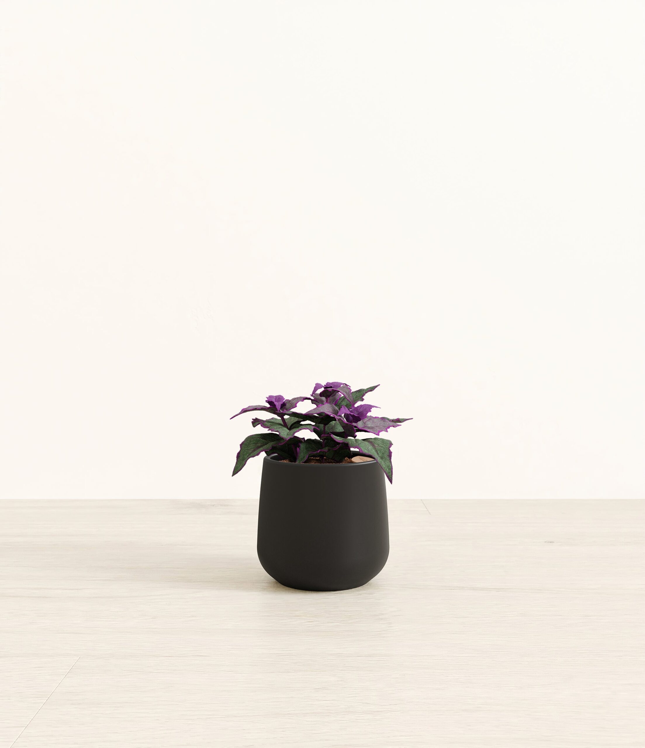 Purple_Passion_Plant_Amber_small_black.jpg