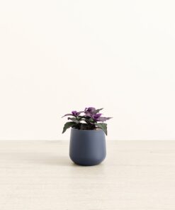 Purple Passion Plant - Small Amber