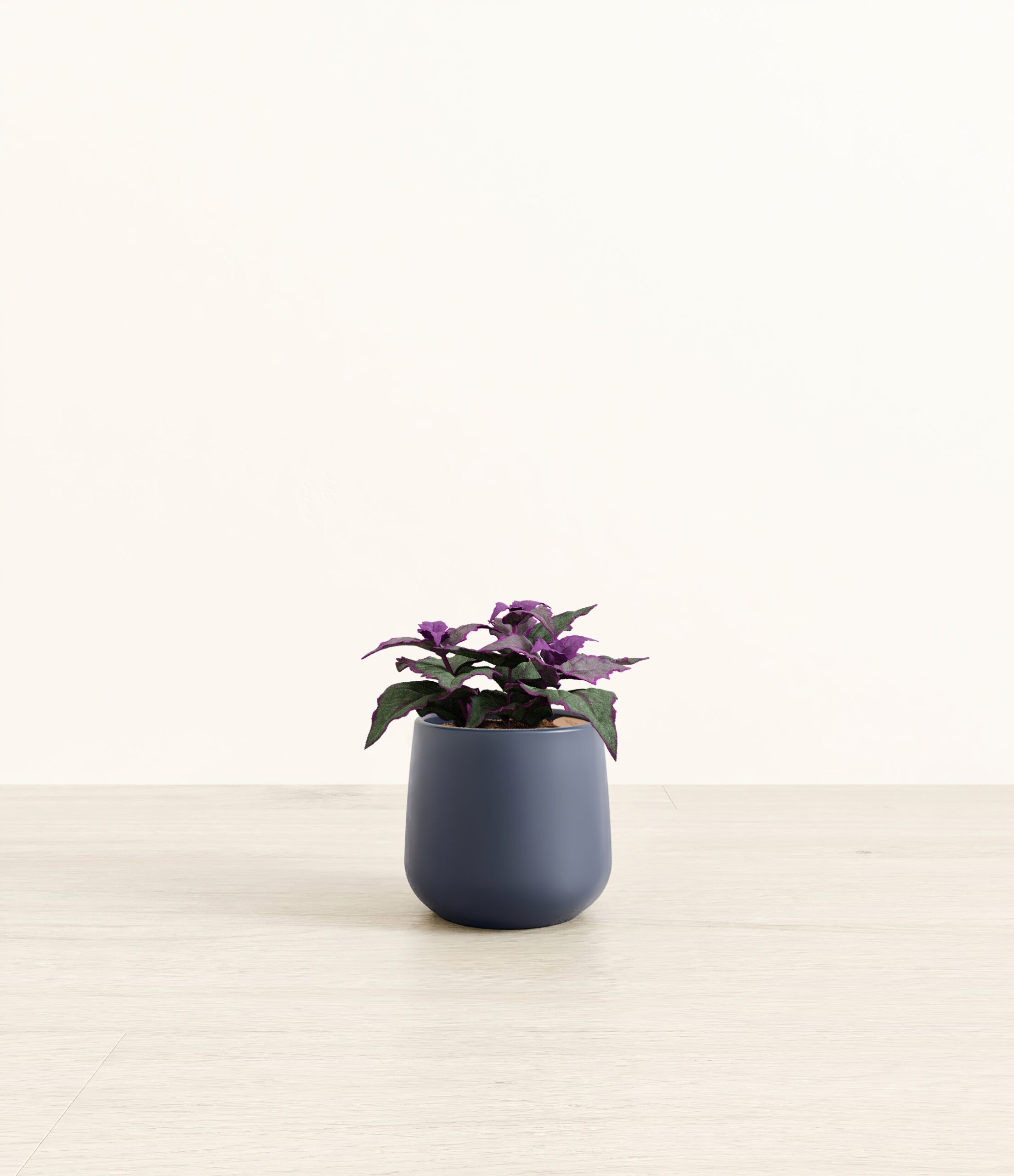 Purple_Passion_Plant_Amber_small_blue.jpg