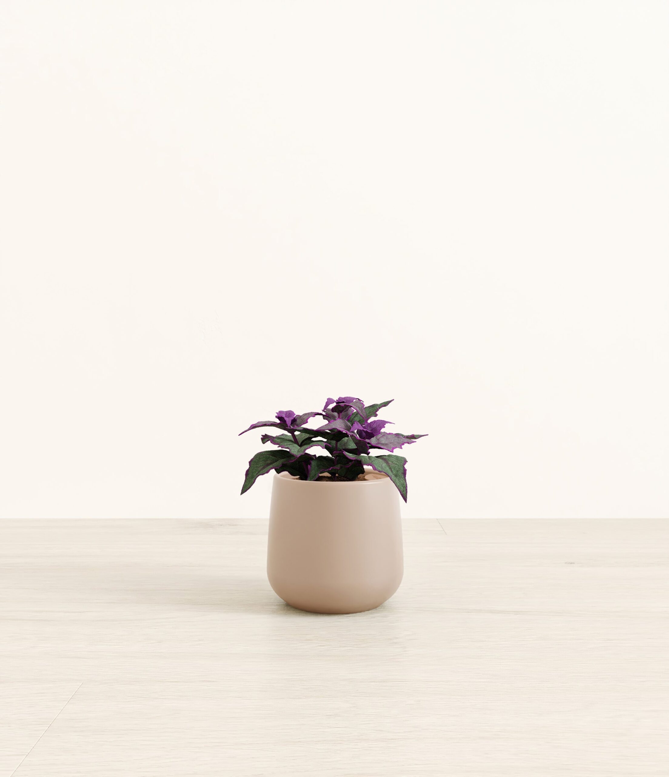 Purple_Passion_Plant_Amber_small_light_grey.jpg