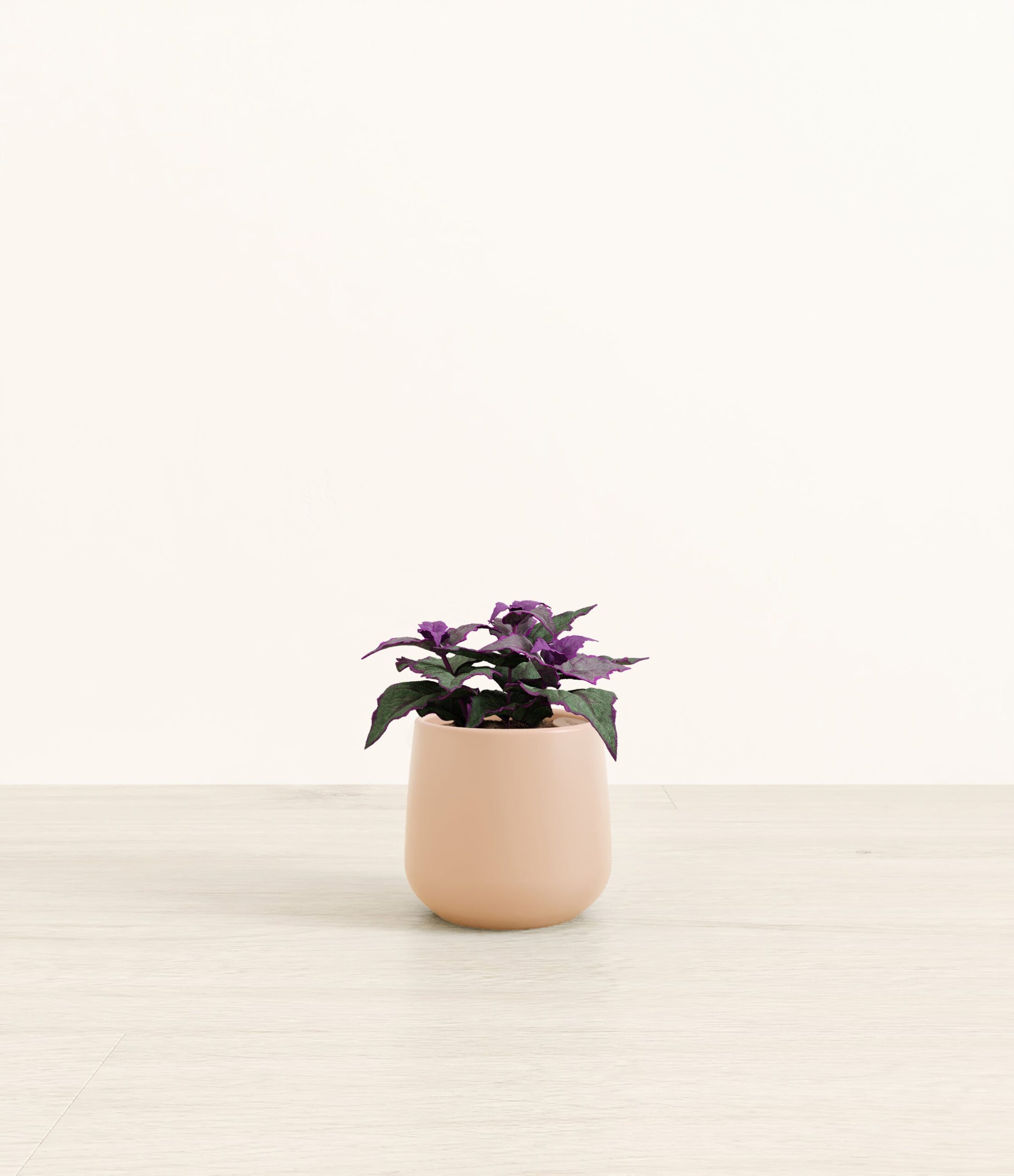 Purple_Passion_Plant_Amber_small_light_pink.jpg