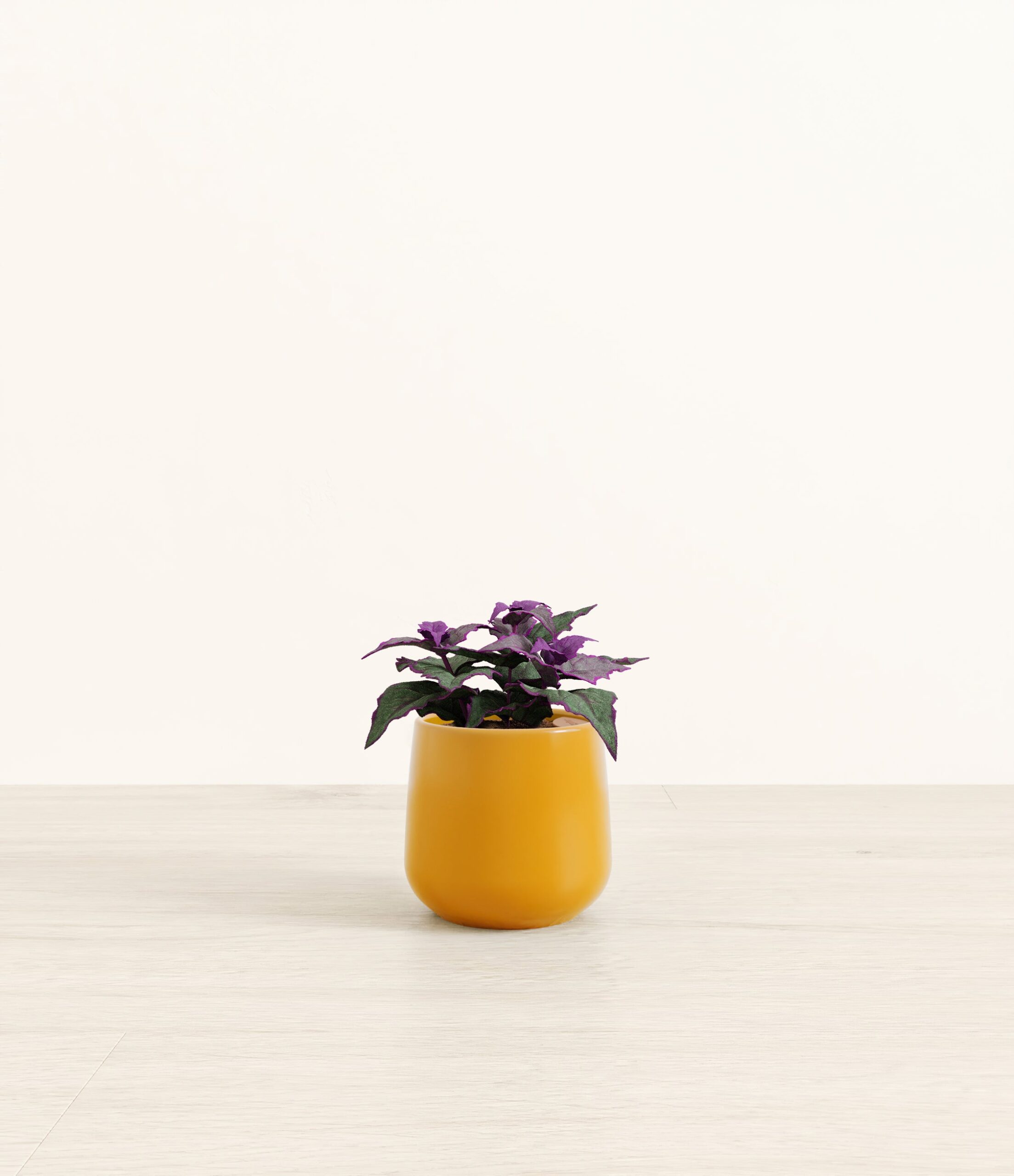 Purple_Passion_Plant_Amber_small_mustard_yellow.jpg