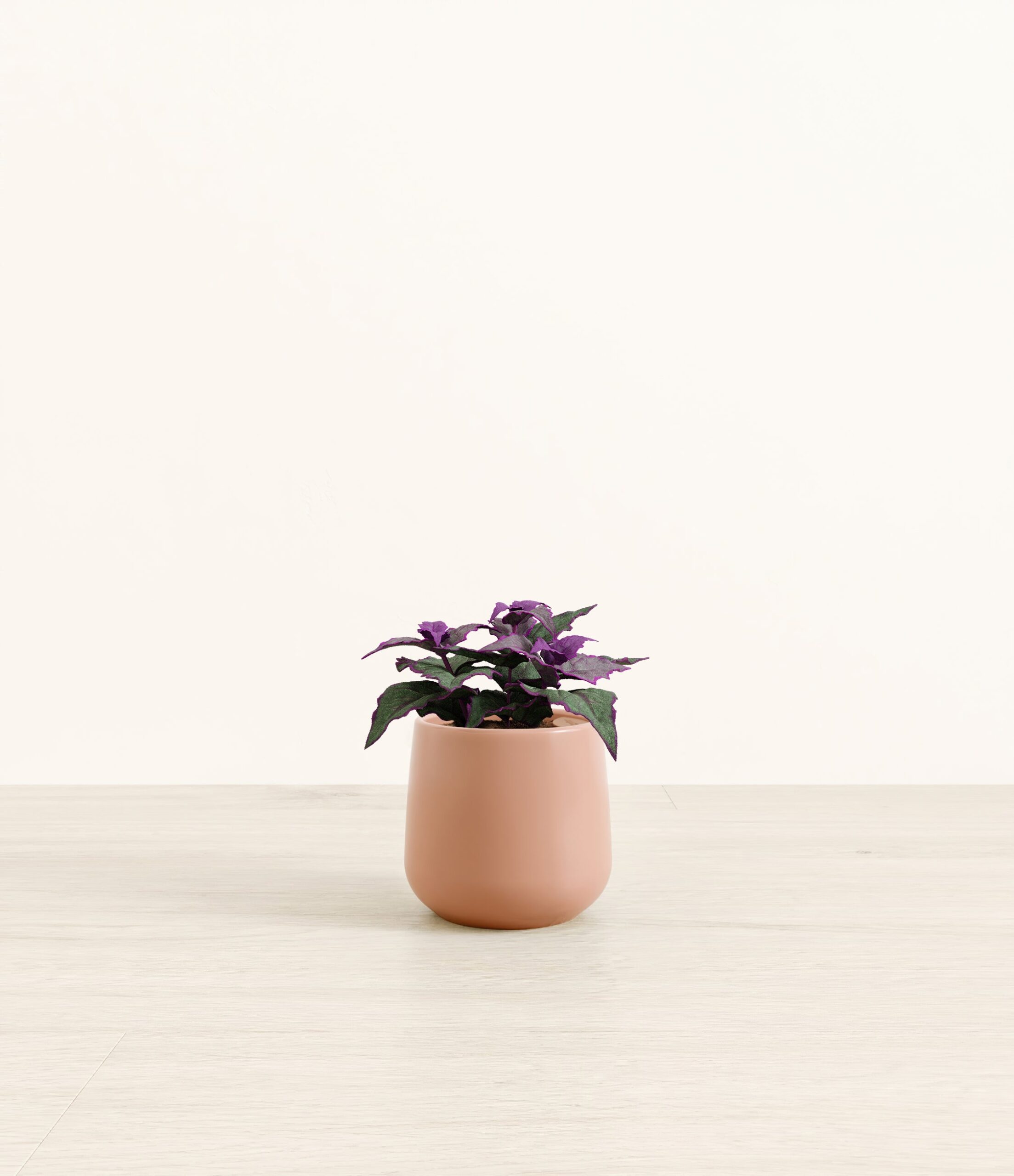 Purple_Passion_Plant_Amber_small_old_rose.jpg