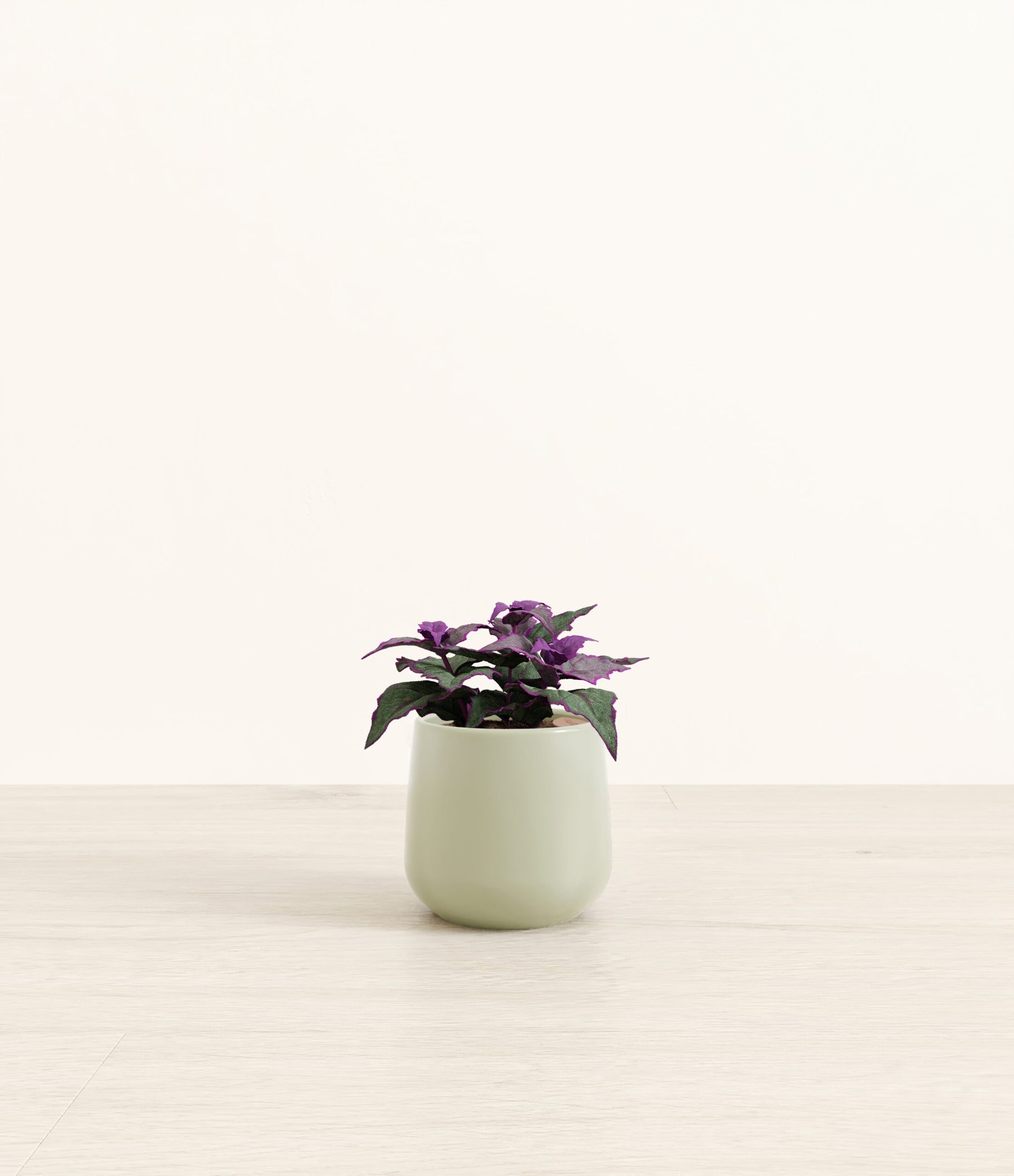 Purple_Passion_Plant_Amber_small_turquoise.jpg