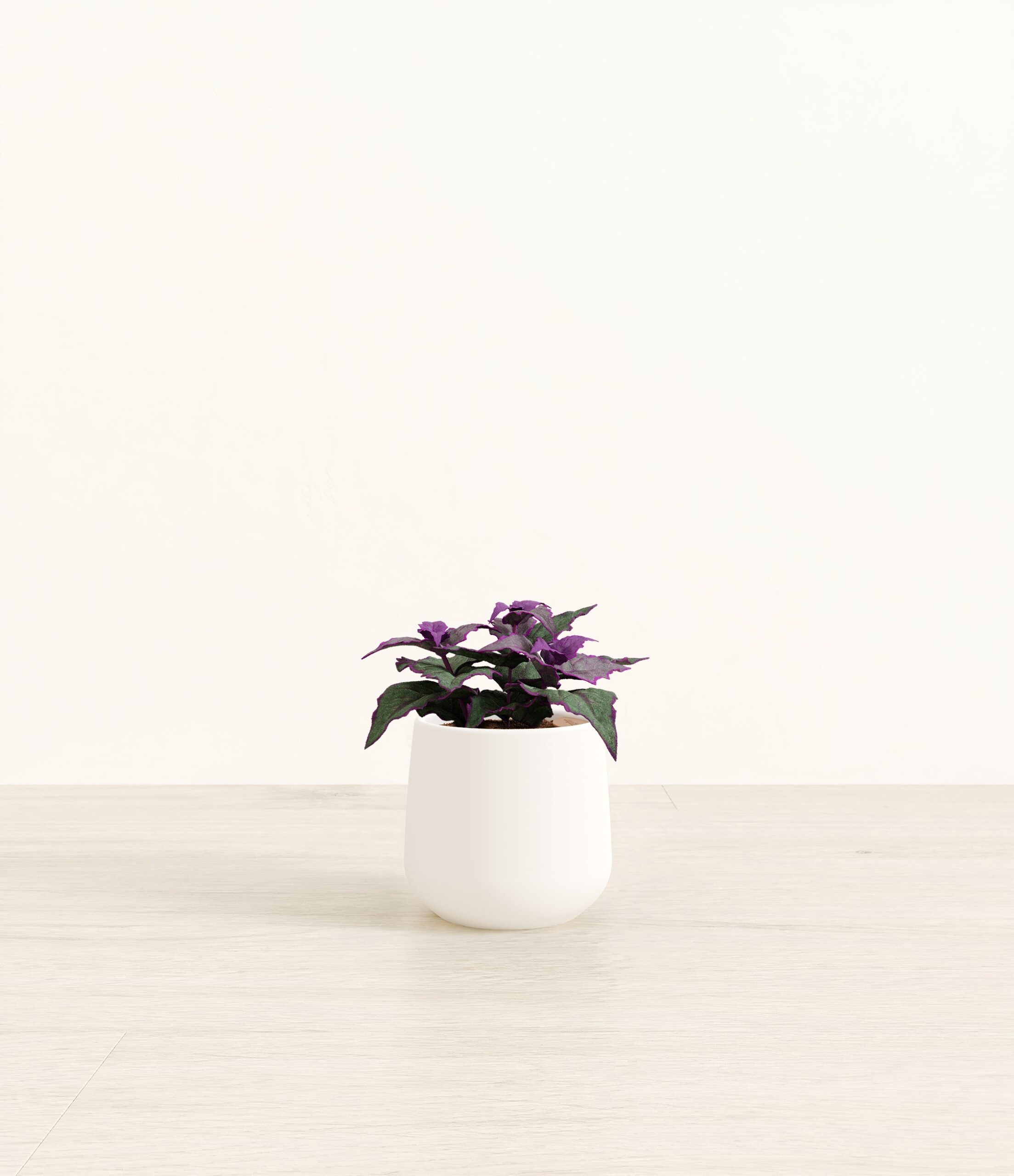 Purple_Passion_Plant_Amber_small_white.jpg