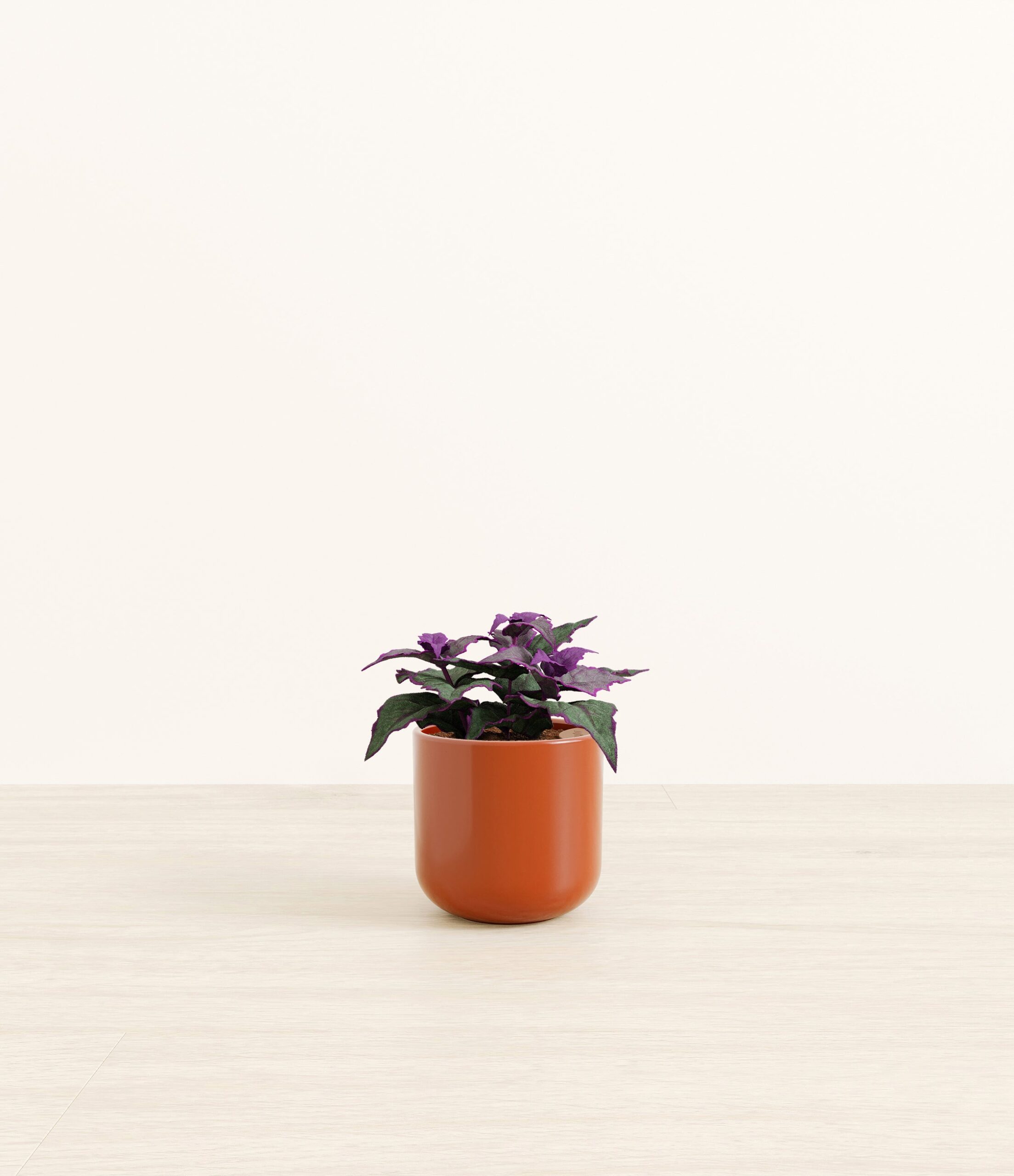 Purple_Passion_Plant_Small_Earth_Red.jpg