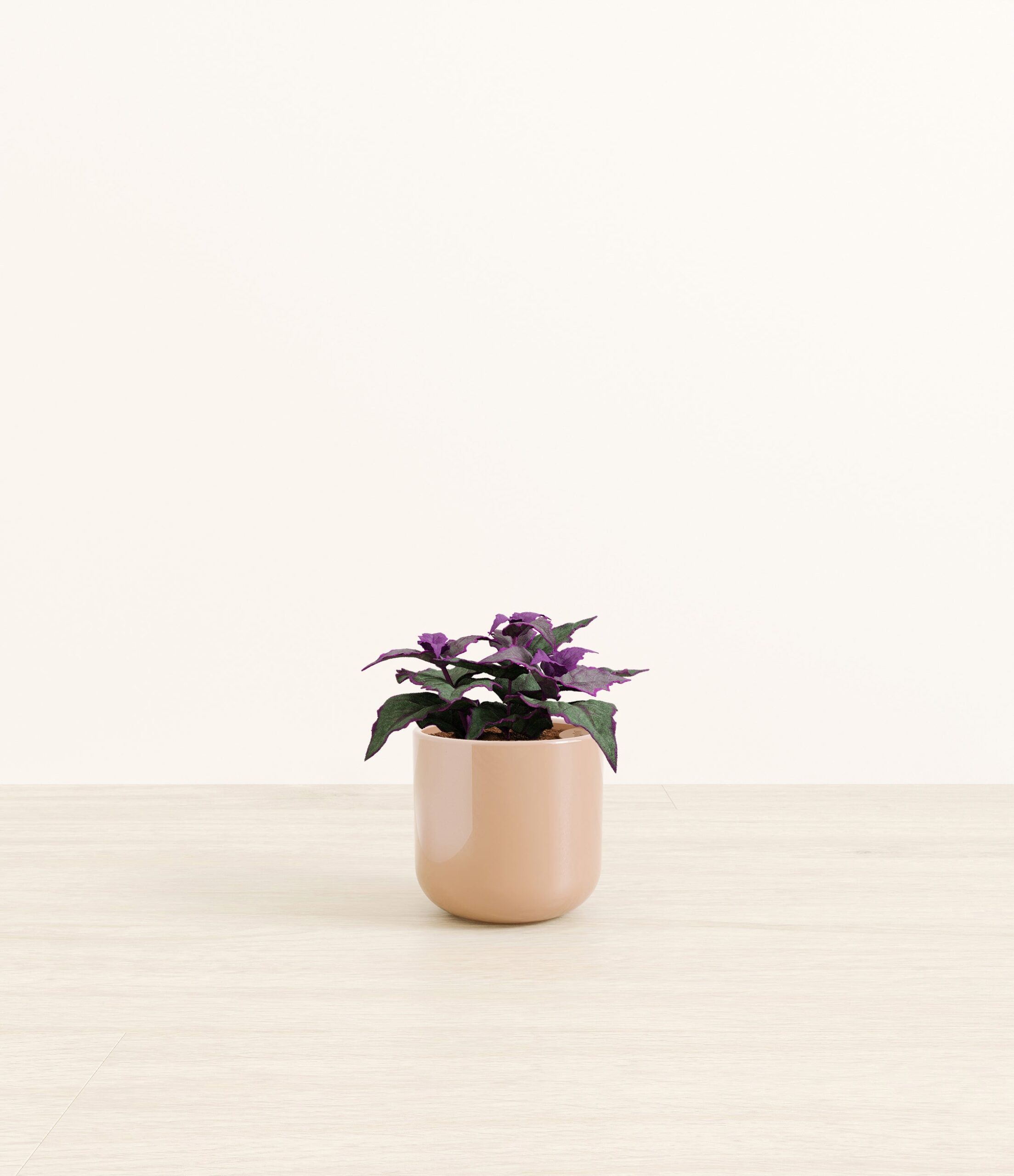 Purple_Passion_Plant_Small_Glossy_Blush.jpg