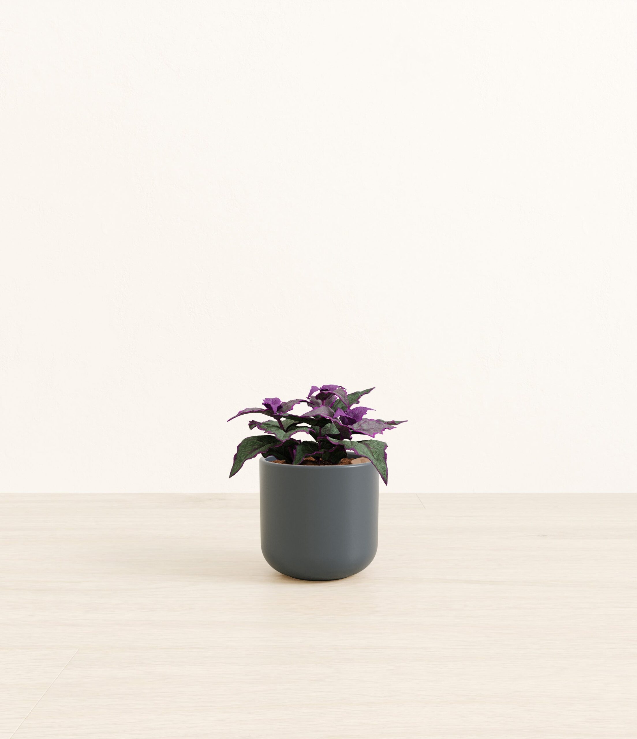 Purple_Passion_Plant_Small_Iron_Gray.jpg