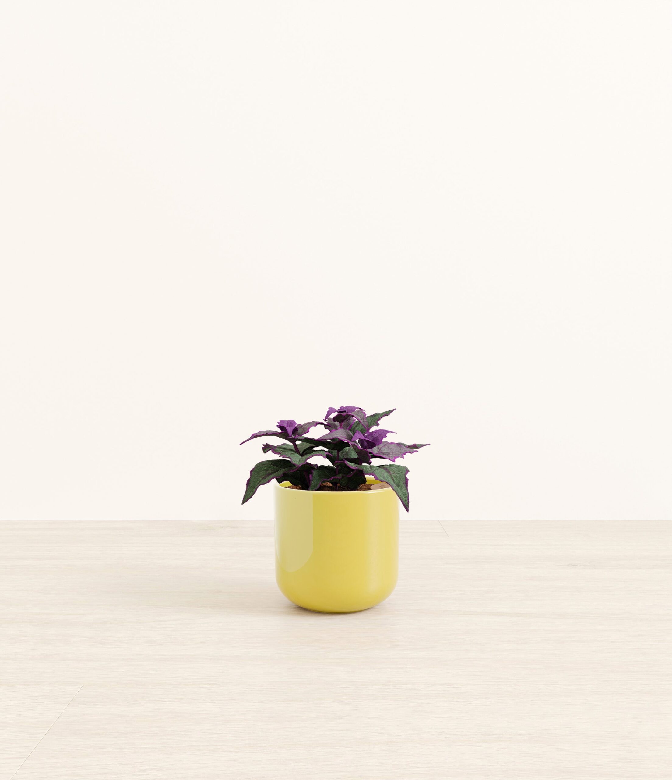 Purple_Passion_Plant_Small_Key-lime_Yellow.jpg