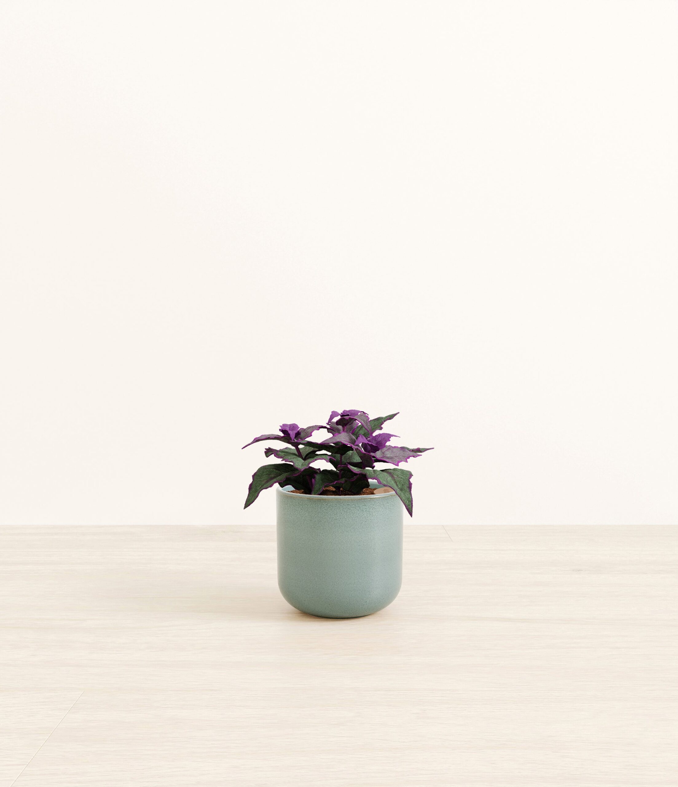 Purple_Passion_Plant_Small_Reactive_Aqua.jpg