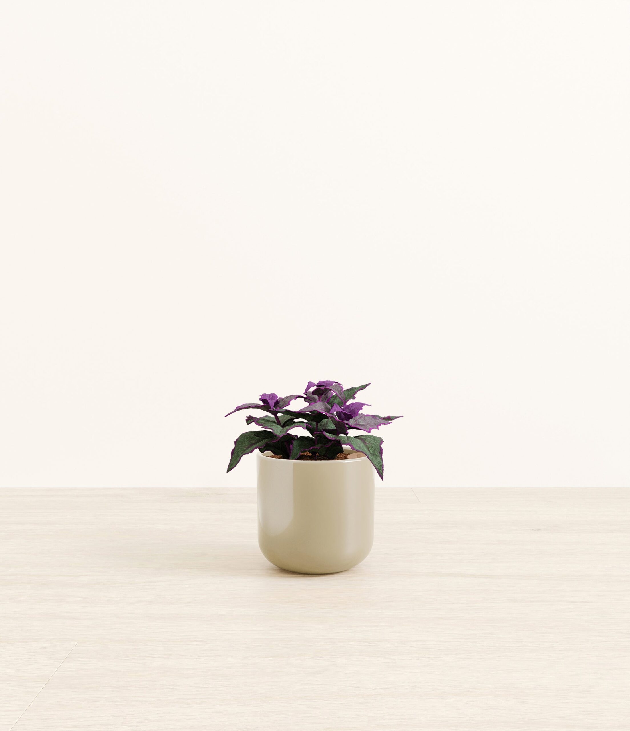 Purple_Passion_Plant_Small_Sage_Green.jpg
