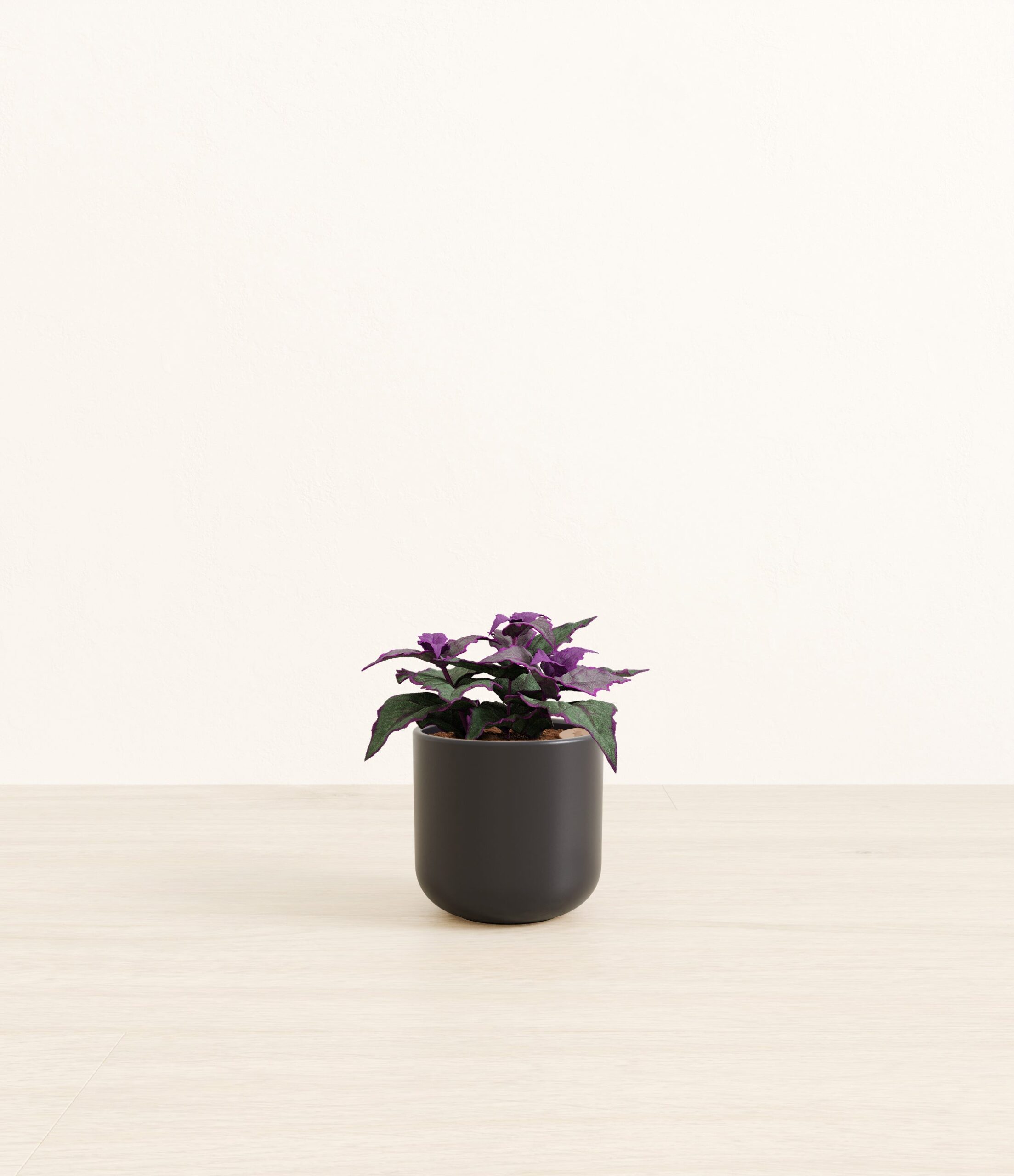 Purple_Passion_Plant_Small_Stone_Black.jpg