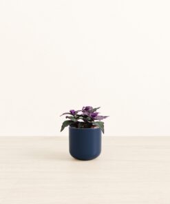 Purple Passion Plant - Small Small Yoko