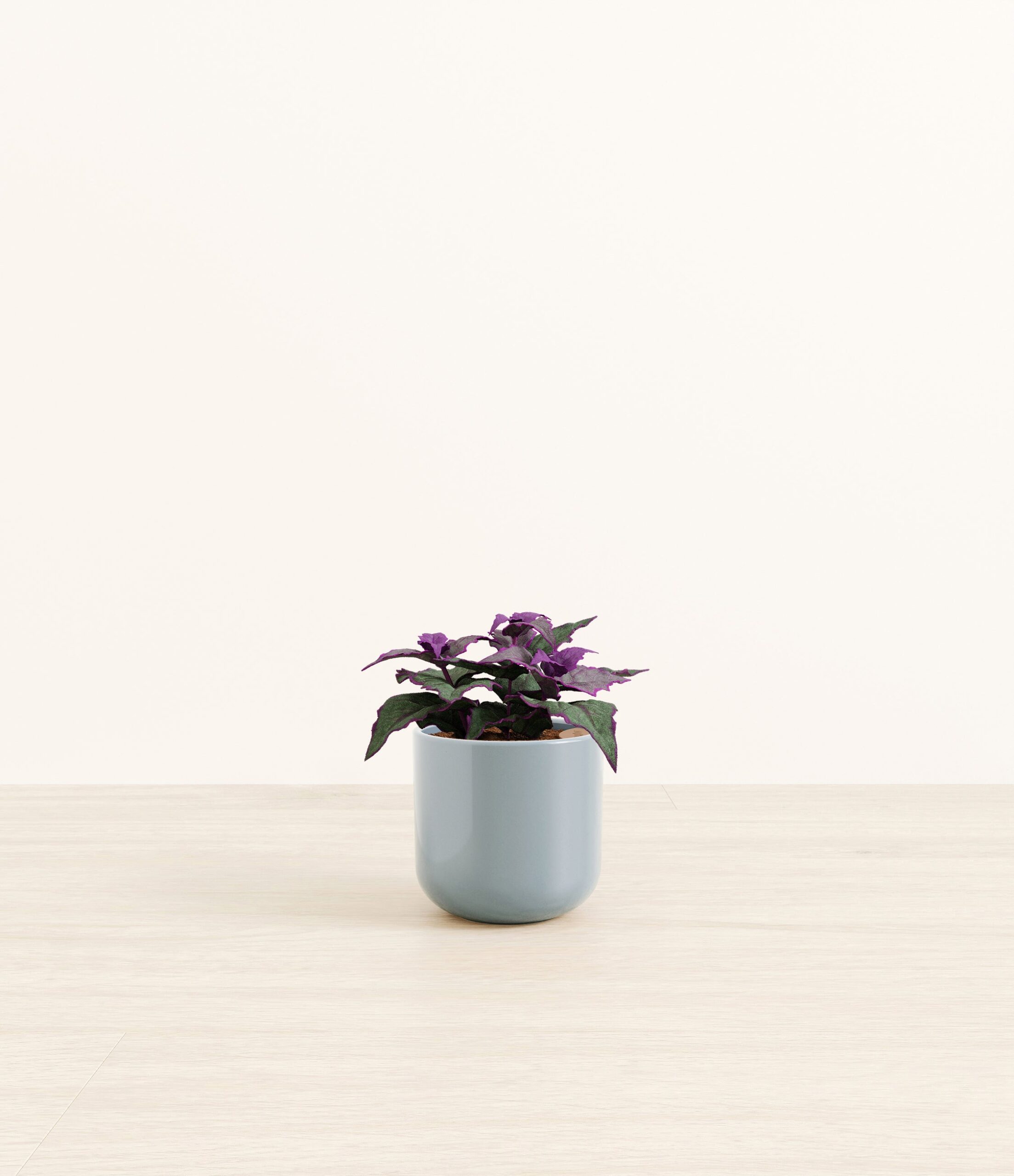 Purple_Passion_Plant_Small_misty_Blue.jpg