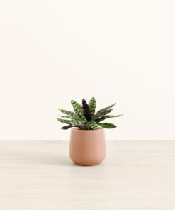 Rattlesnake Calathea - Small Amber