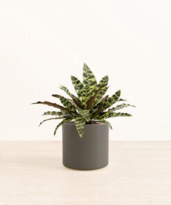 Rattlesnake Calathea - Medium Era