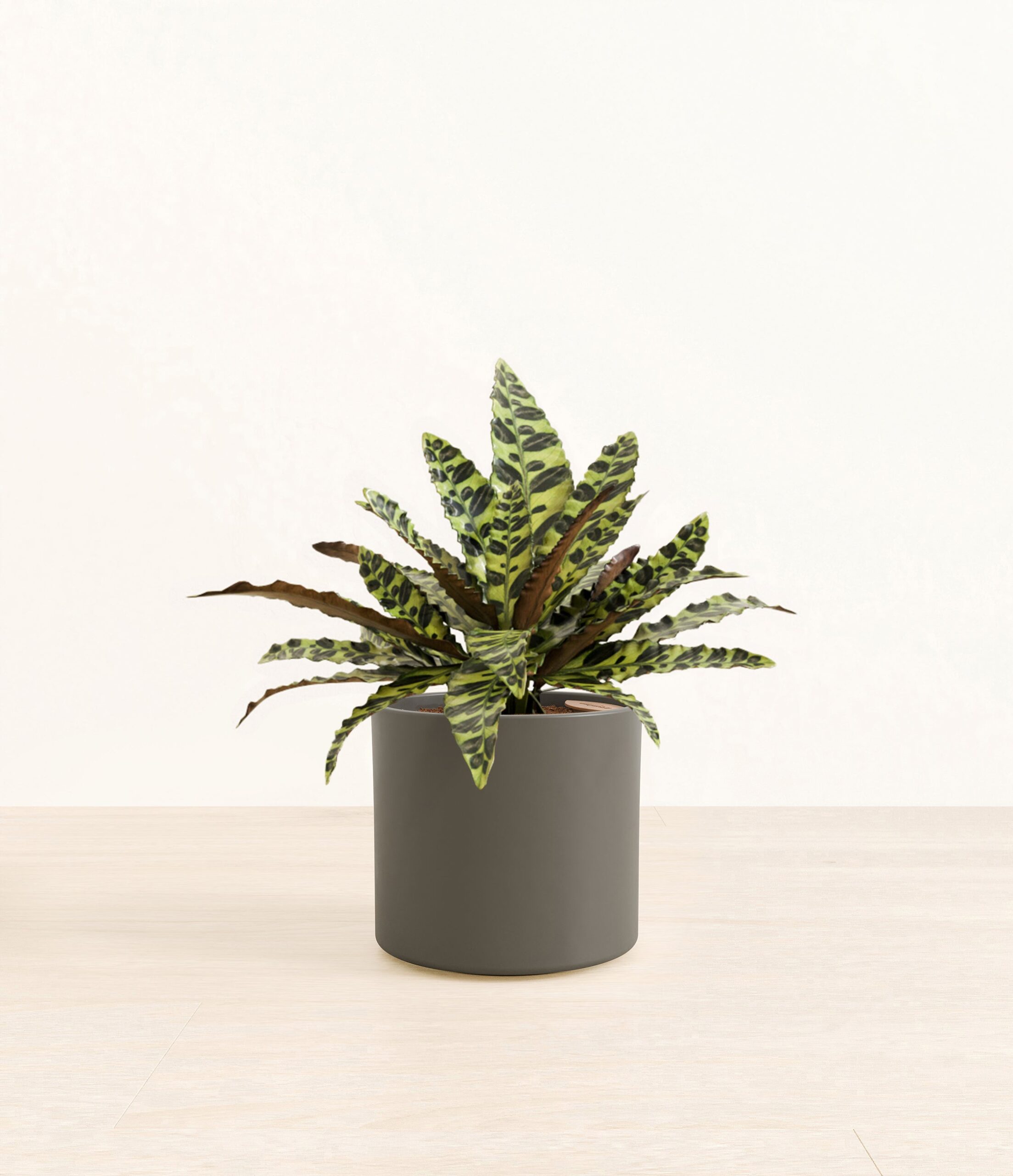 RattlesnakeCalatheaEra_army_green_without_stand.jpg