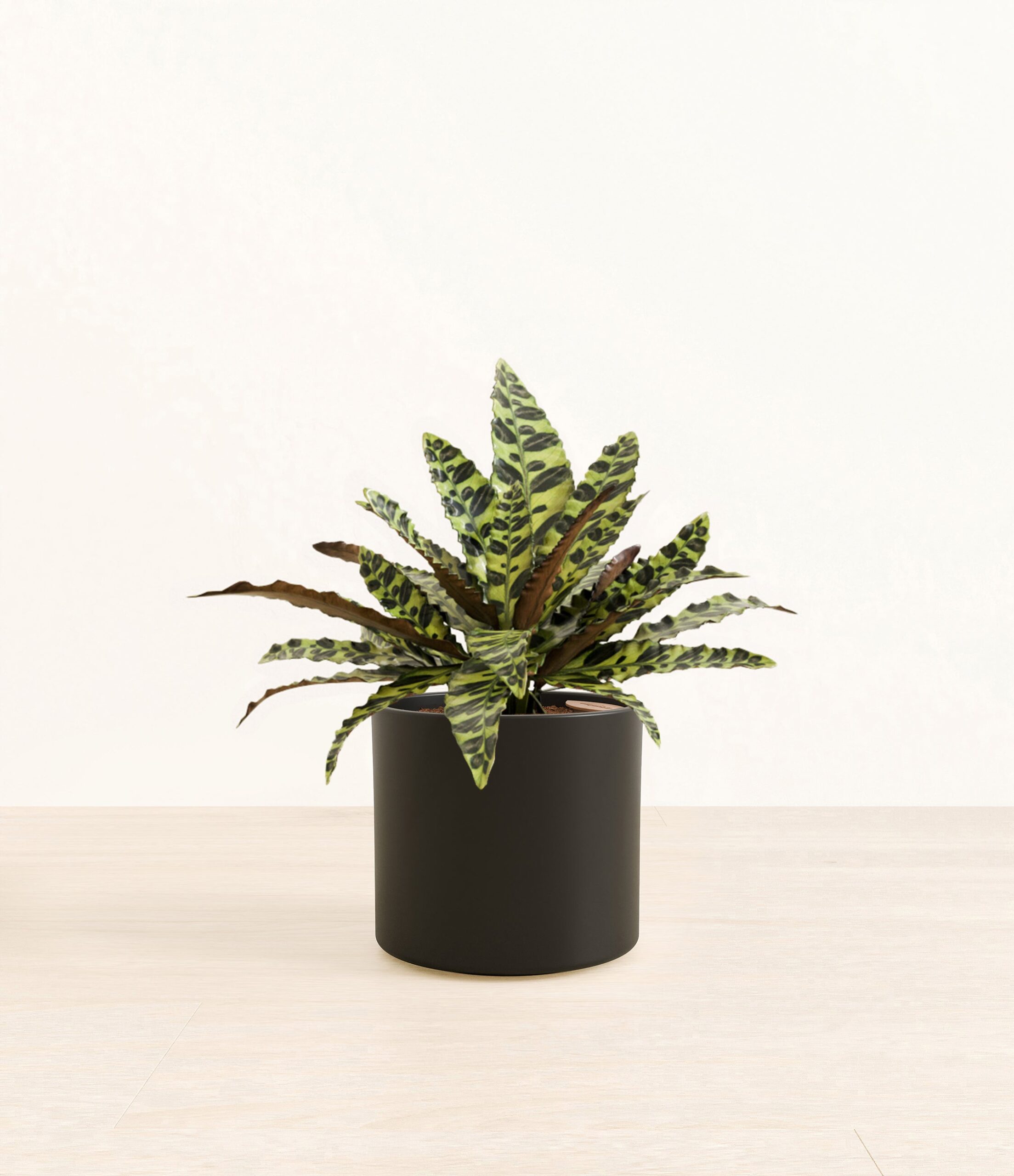 RattlesnakeCalatheaEra_black_without_stand.jpg