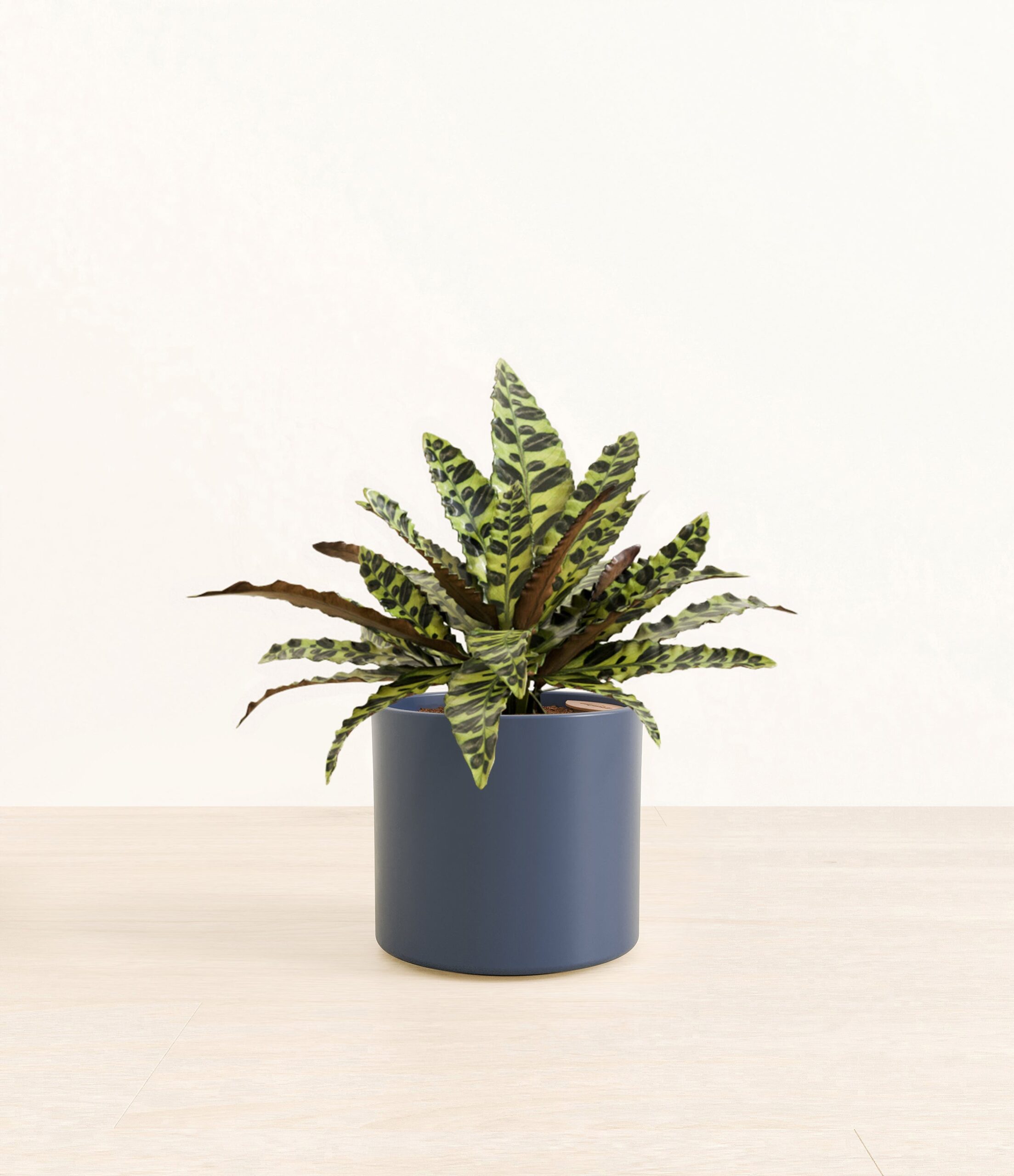 RattlesnakeCalatheaEra_blue_without_stand.jpg
