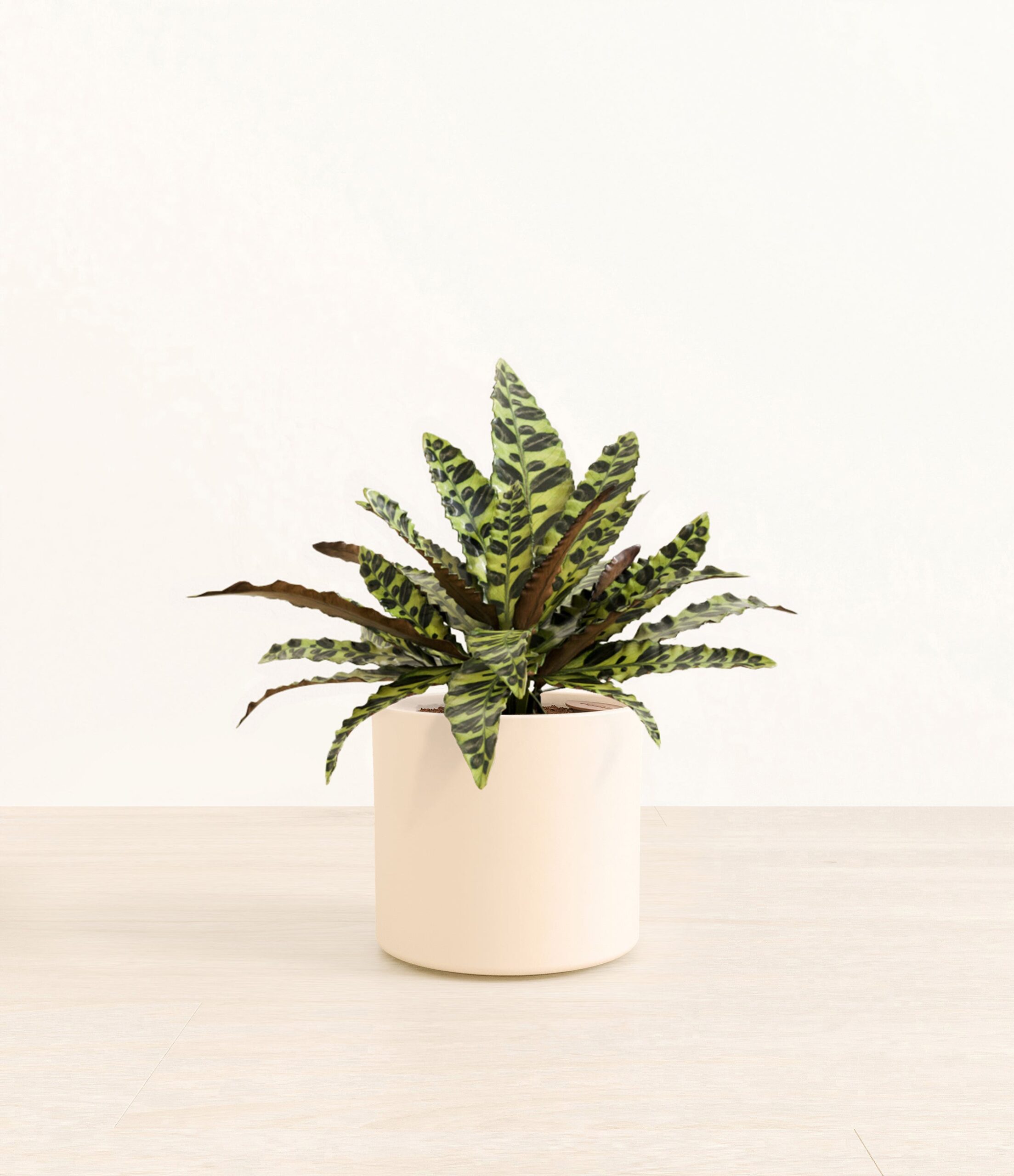 RattlesnakeCalatheaEra_cream_without_stand.jpg