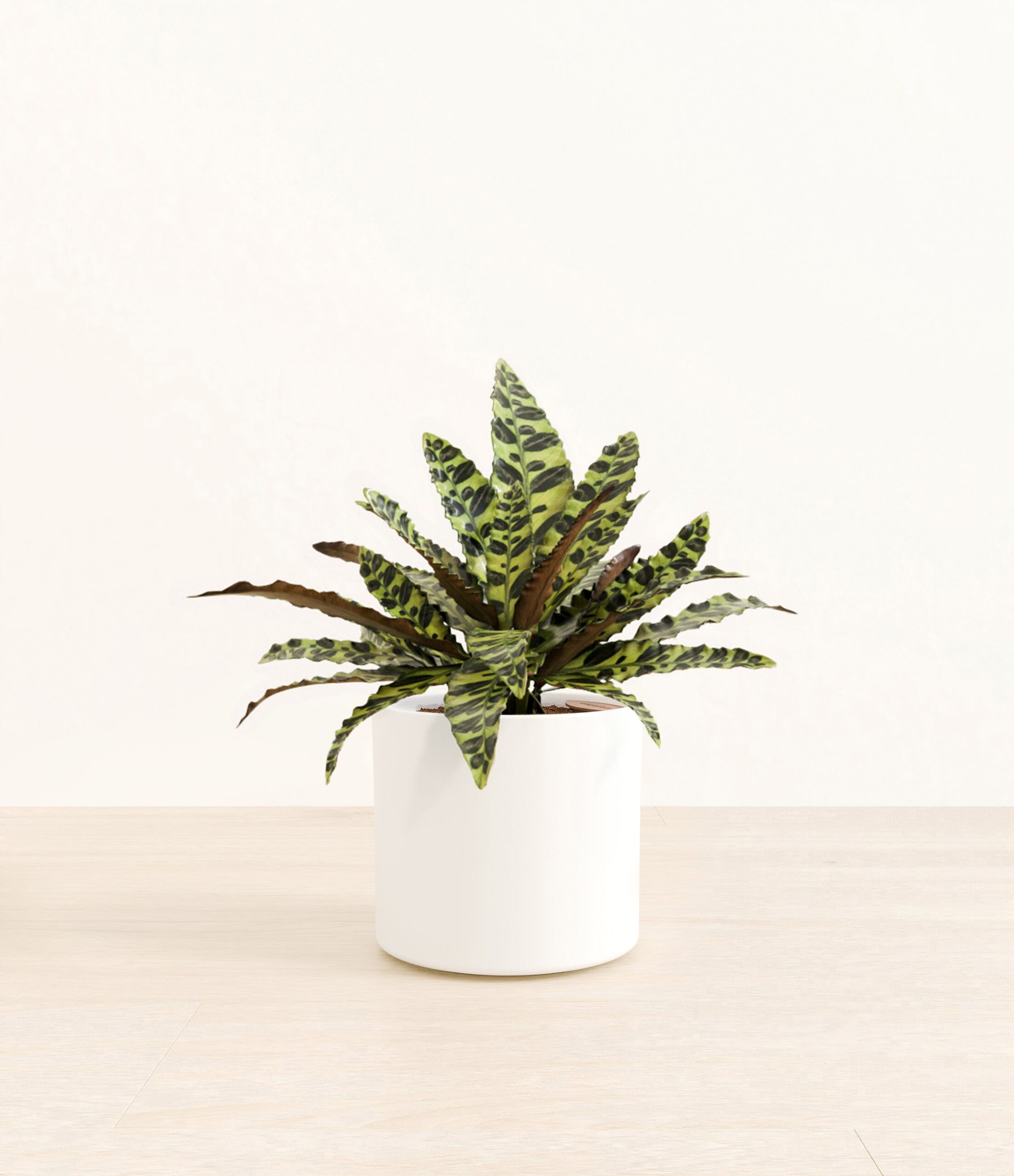 RattlesnakeCalatheaEra_white_without_stand.jpg