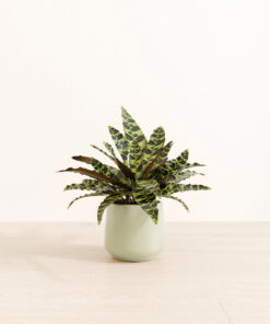 Rattlesnake Calathea - Medium Amber