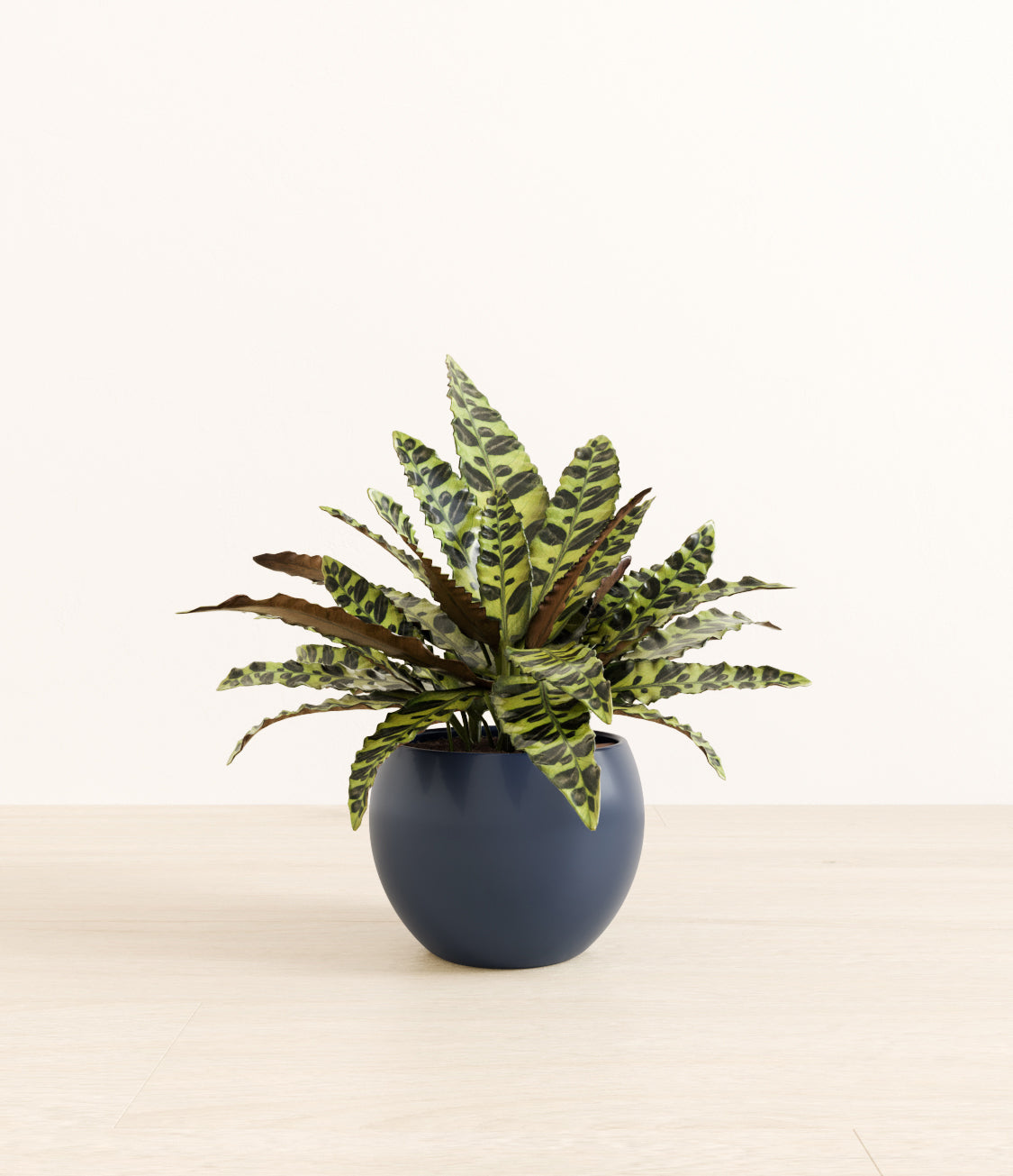 Rattlesnake_Calathea_monet_blue.jpg