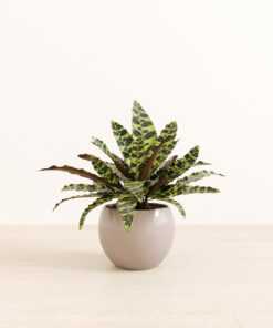 Rattlesnake Calathea - Medium Monet