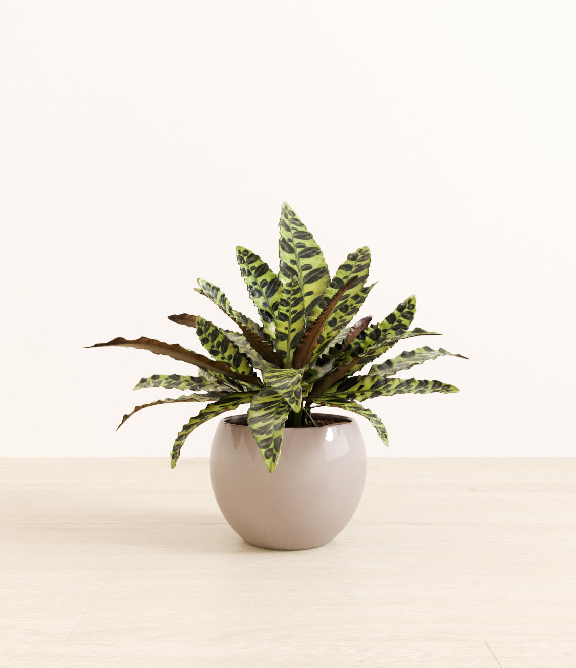 Rattlesnake_Calathea_monet_brown.jpg