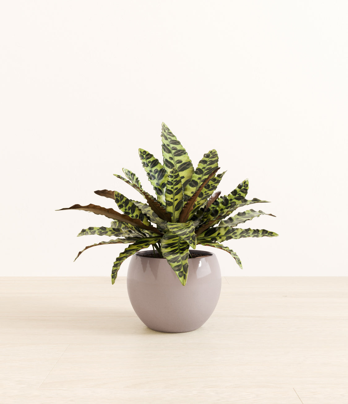 Rattlesnake_Calathea_monet_cloudy_grey.jpg
