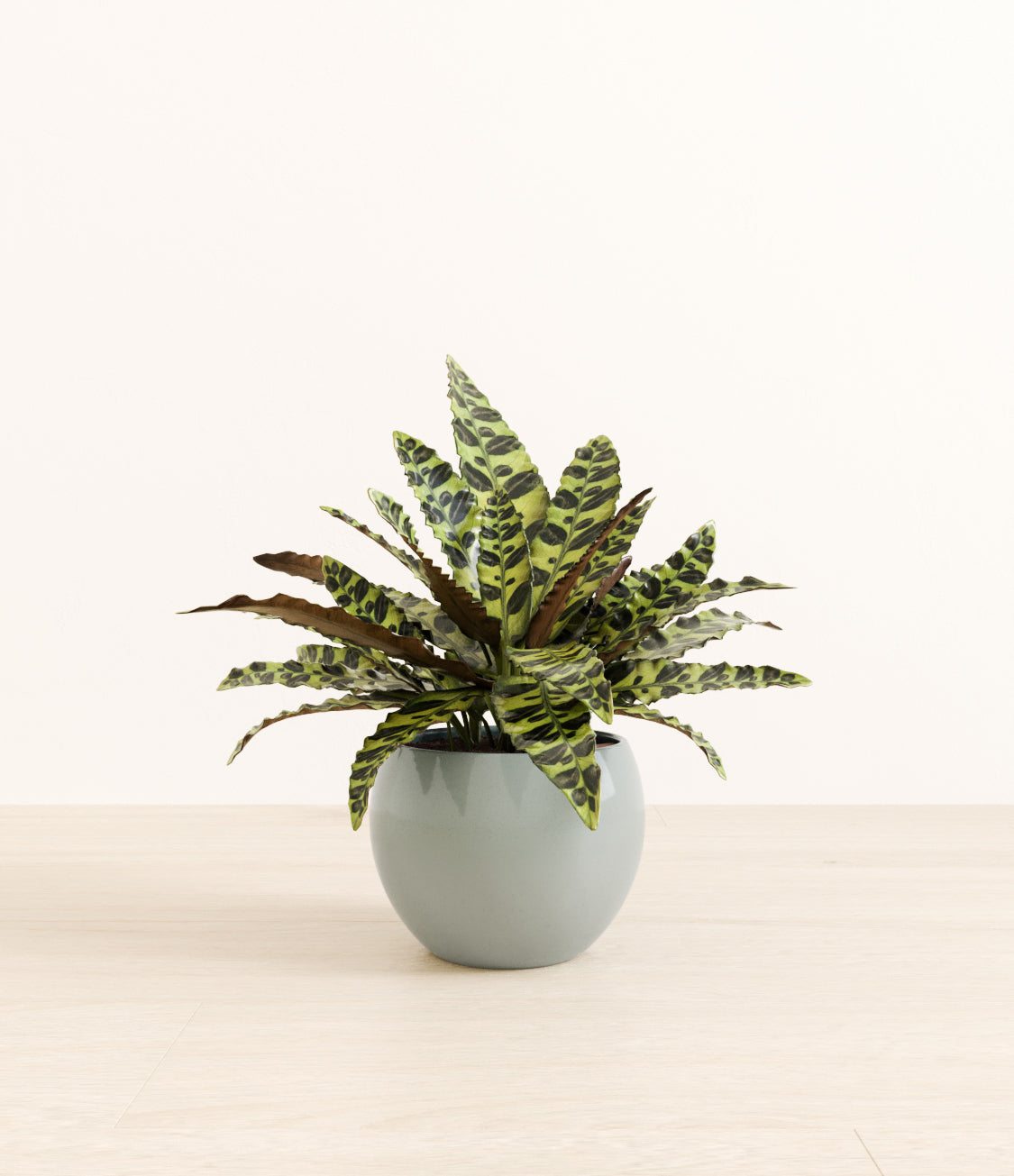 Rattlesnake_Calathea_monet_ocean.jpg