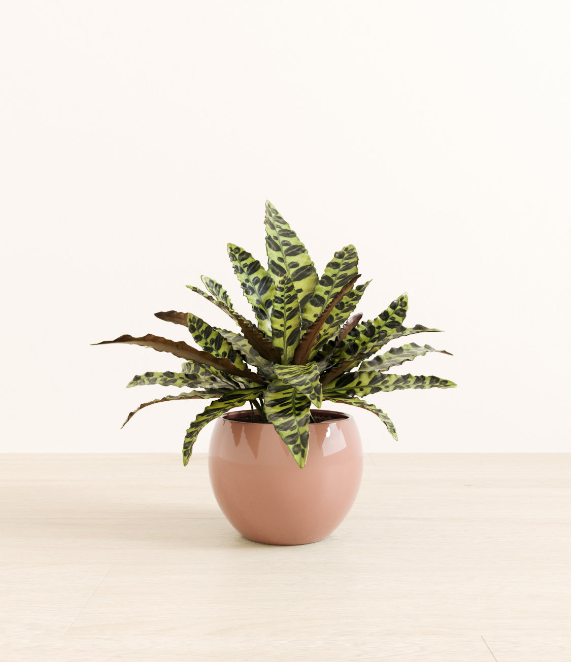 Rattlesnake_Calathea_monet_old_rose.jpg