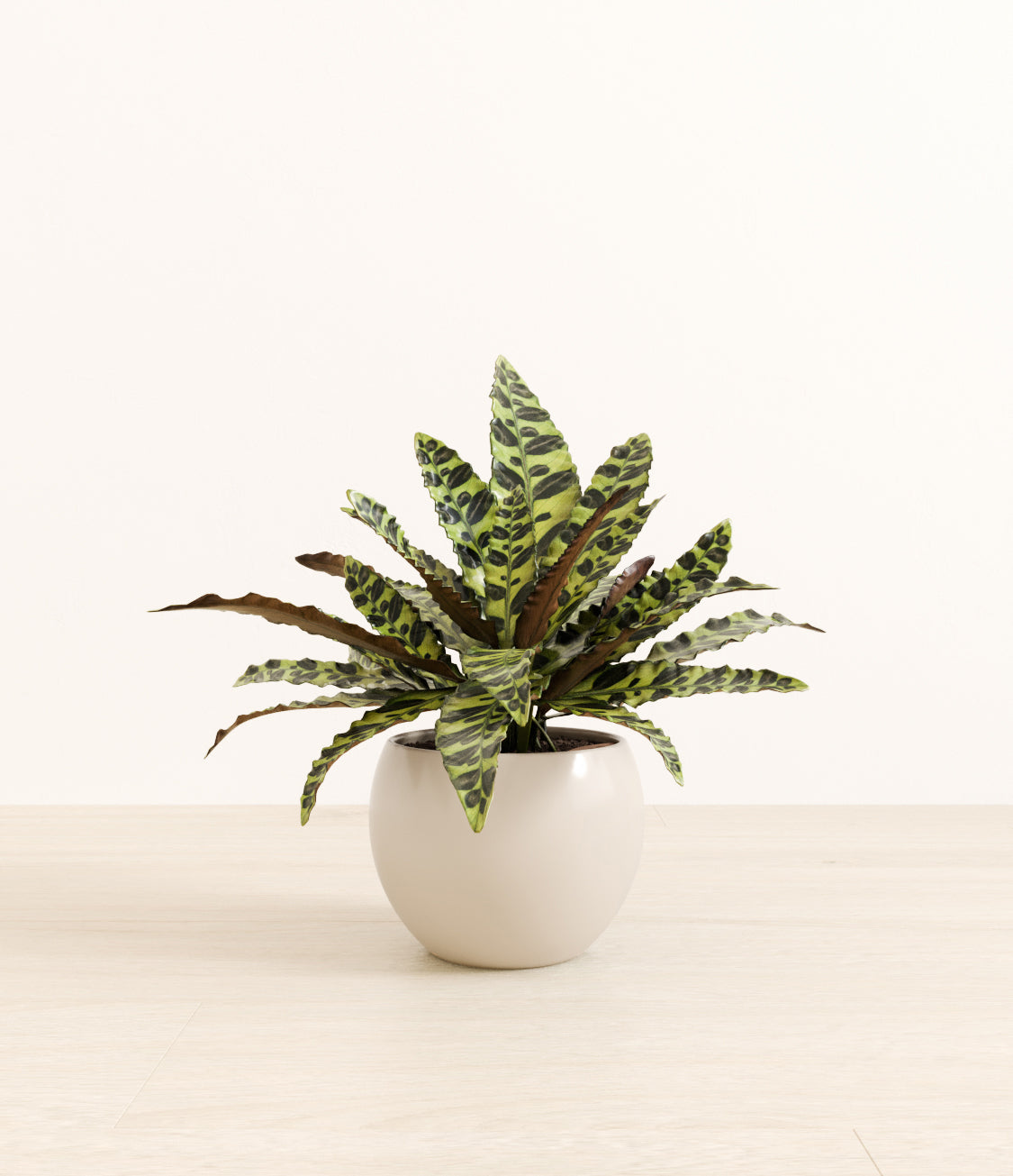 Rattlesnake_Calathea_monet_white_cream.jpg