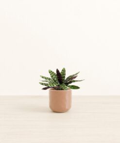 Rattlesnake Calathea - Small Small Yoko
