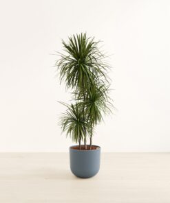 Dracaena Bicolor - Huge Agatha